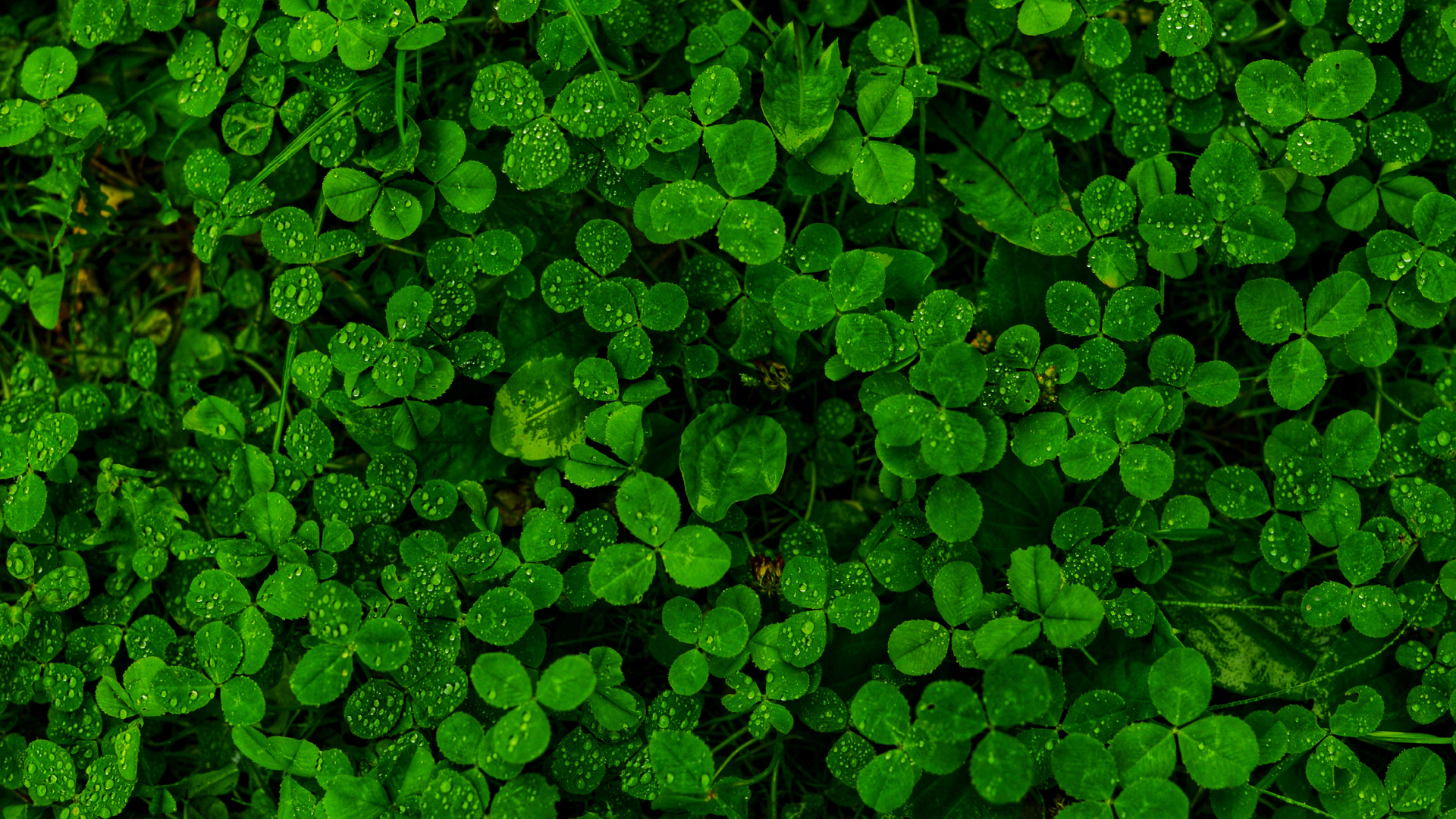 Lluvia, Verde, la Vegetación, Planta Terrestre, la Cubierta Vegetal. Wallpaper in 1920x1080 Resolution