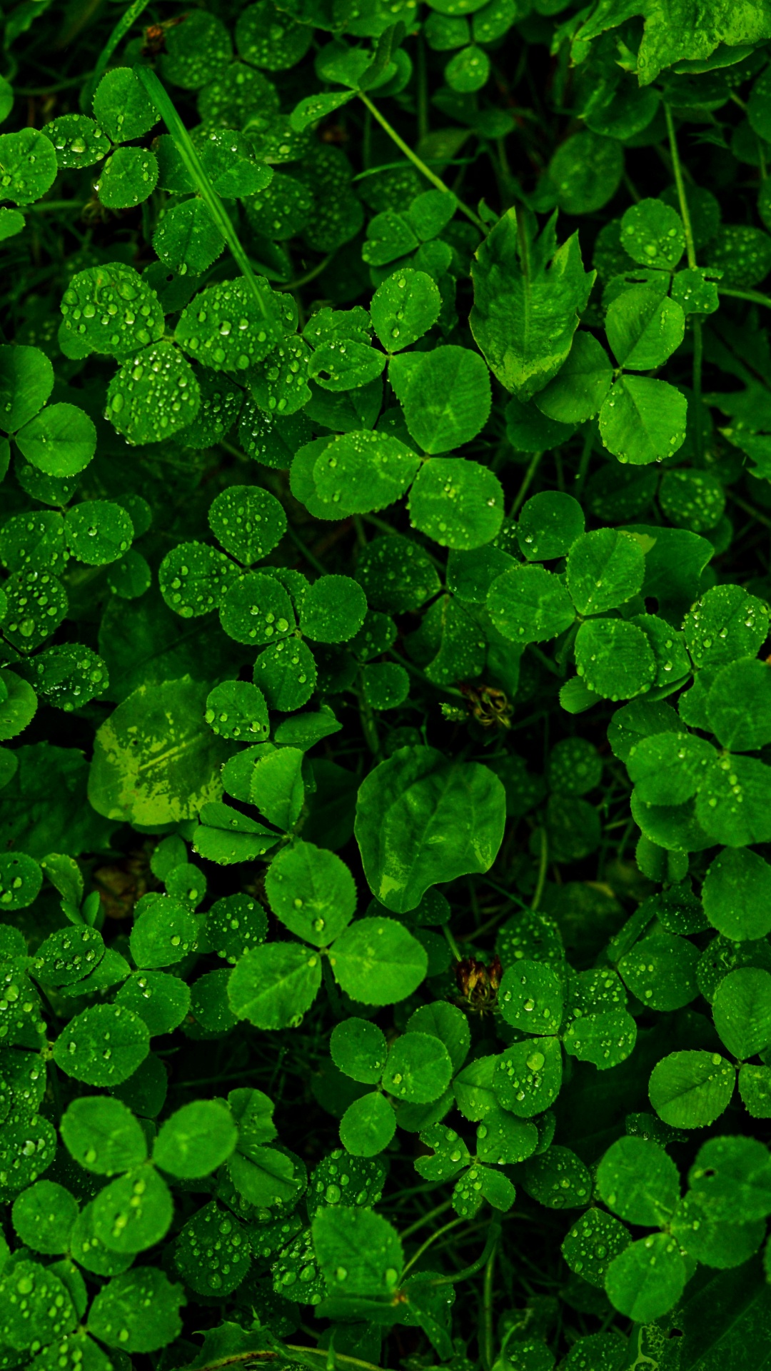 Pluie, Green, Végétation, Feuille, Plante Terrestre. Wallpaper in 1080x1920 Resolution