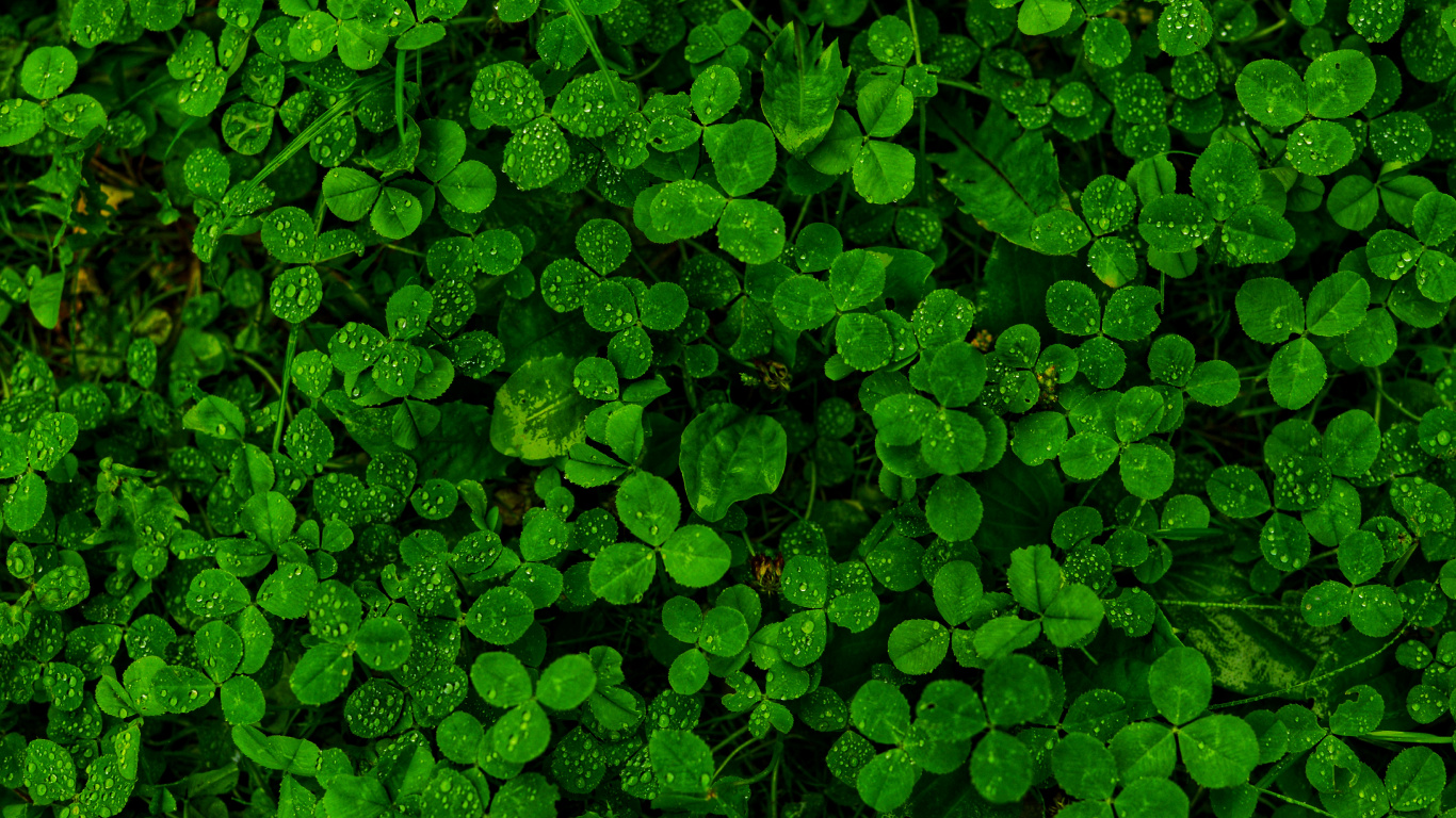 Pluie, Green, Végétation, Feuille, Plante Terrestre. Wallpaper in 1366x768 Resolution