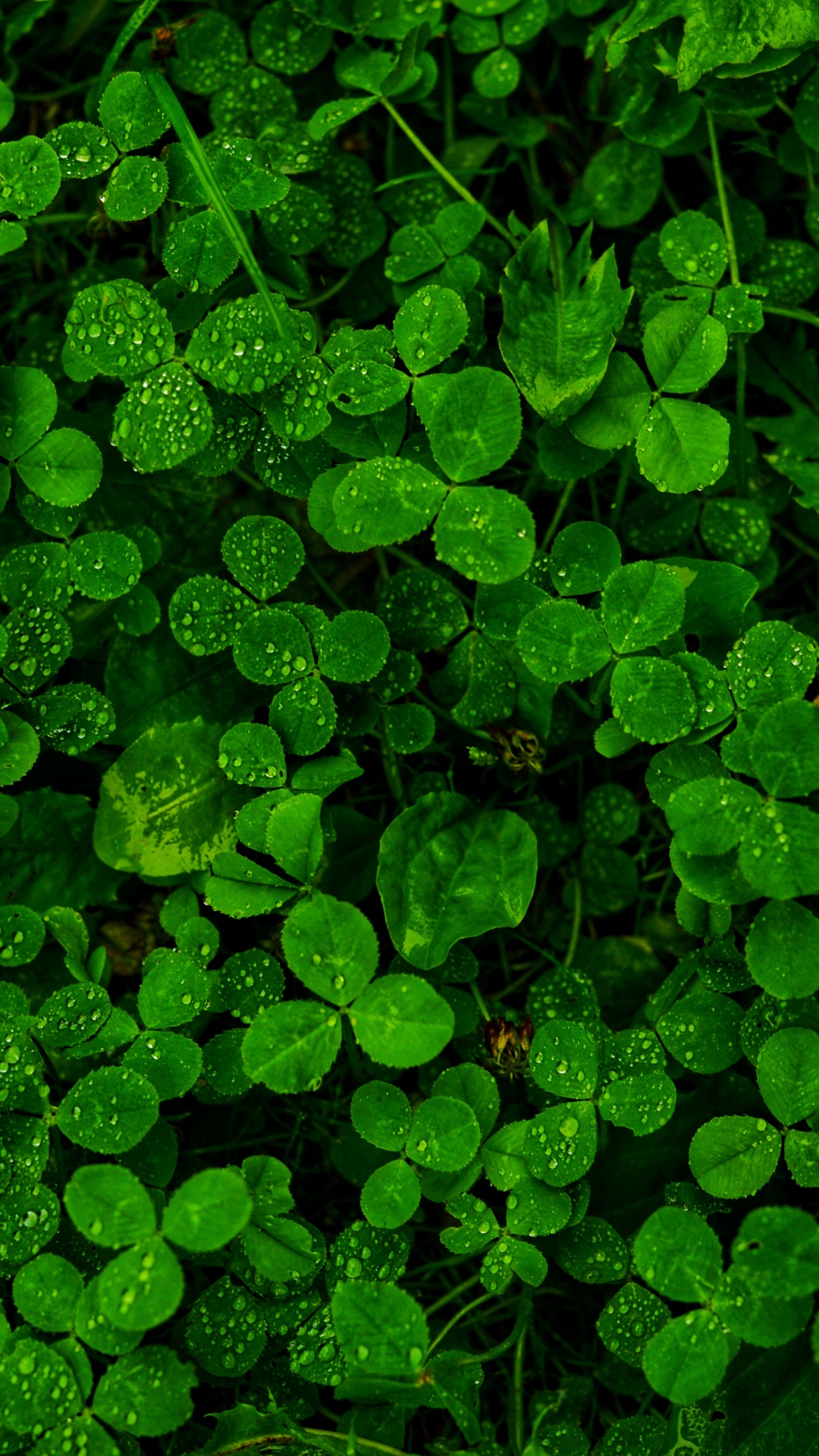 Rain, Green, Grass, Vegetation, Leaf. Wallpaper in 1080x1920 Resolution