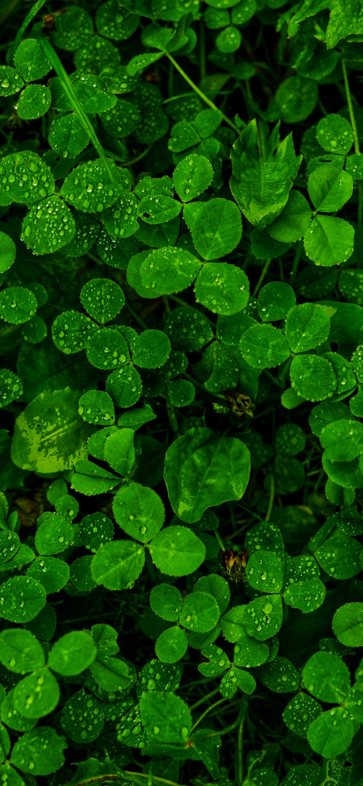 Regen, Gr, Gras, Vegetation, Blatt. Wallpaper in 1242x2688 Resolution