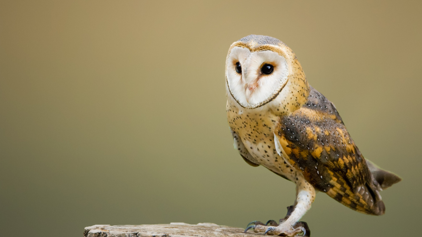 Brown and White Owl on Brown Tree Branch. Wallpaper in 1366x768 Resolution