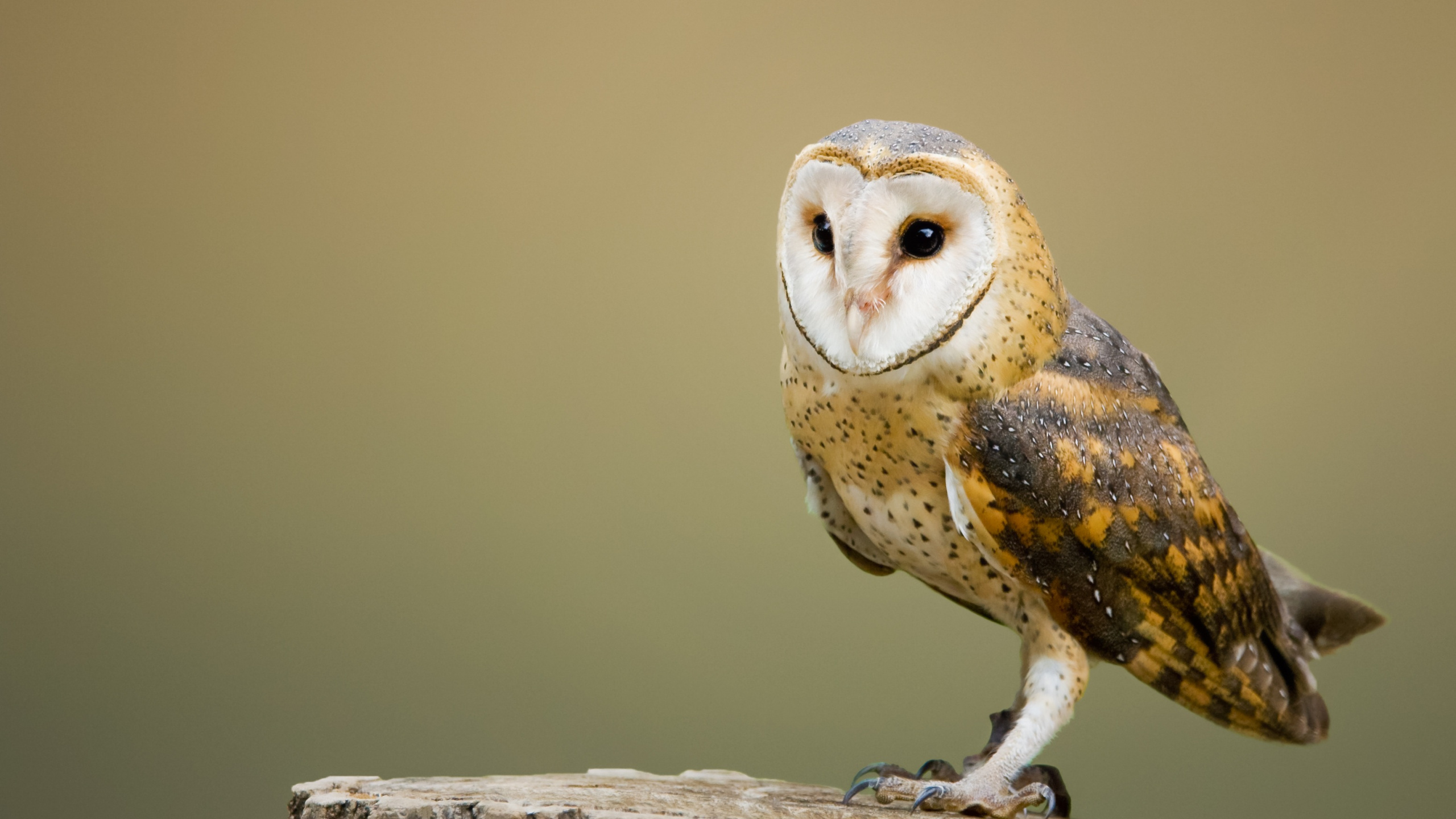 Brown and White Owl on Brown Tree Branch. Wallpaper in 2560x1440 Resolution