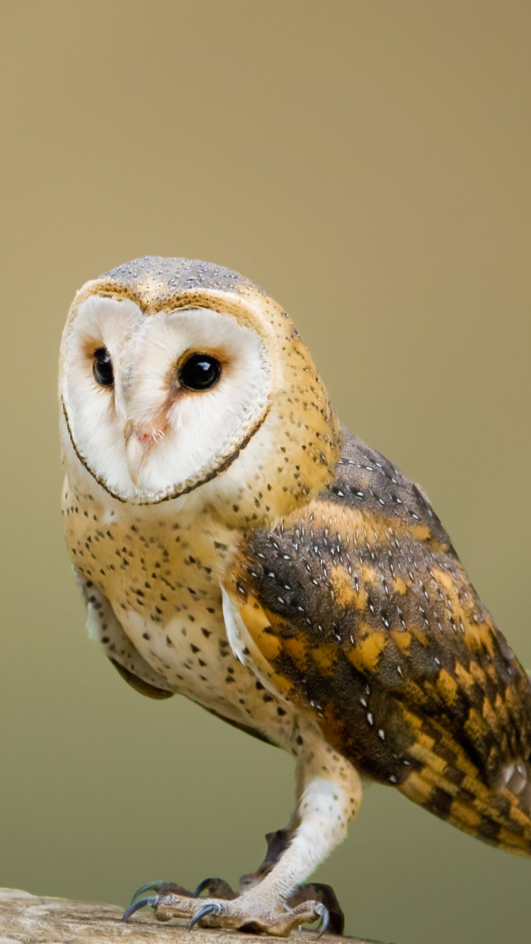 Brown and White Owl on Brown Tree Branch. Wallpaper in 750x1334 Resolution