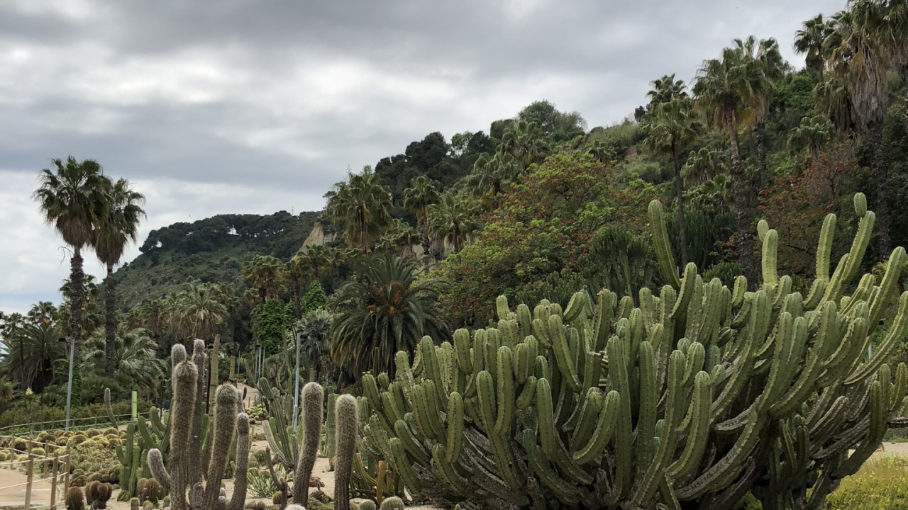 Vegetation, Biome, Shrubland, Plant, Plant Community. Wallpaper in 1280x720 Resolution