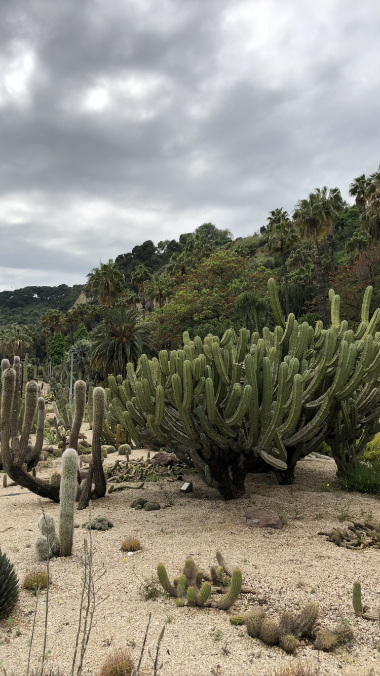 Vegetation, Biome, Shrubland, Plant, Plant Community. Wallpaper in 750x1334 Resolution