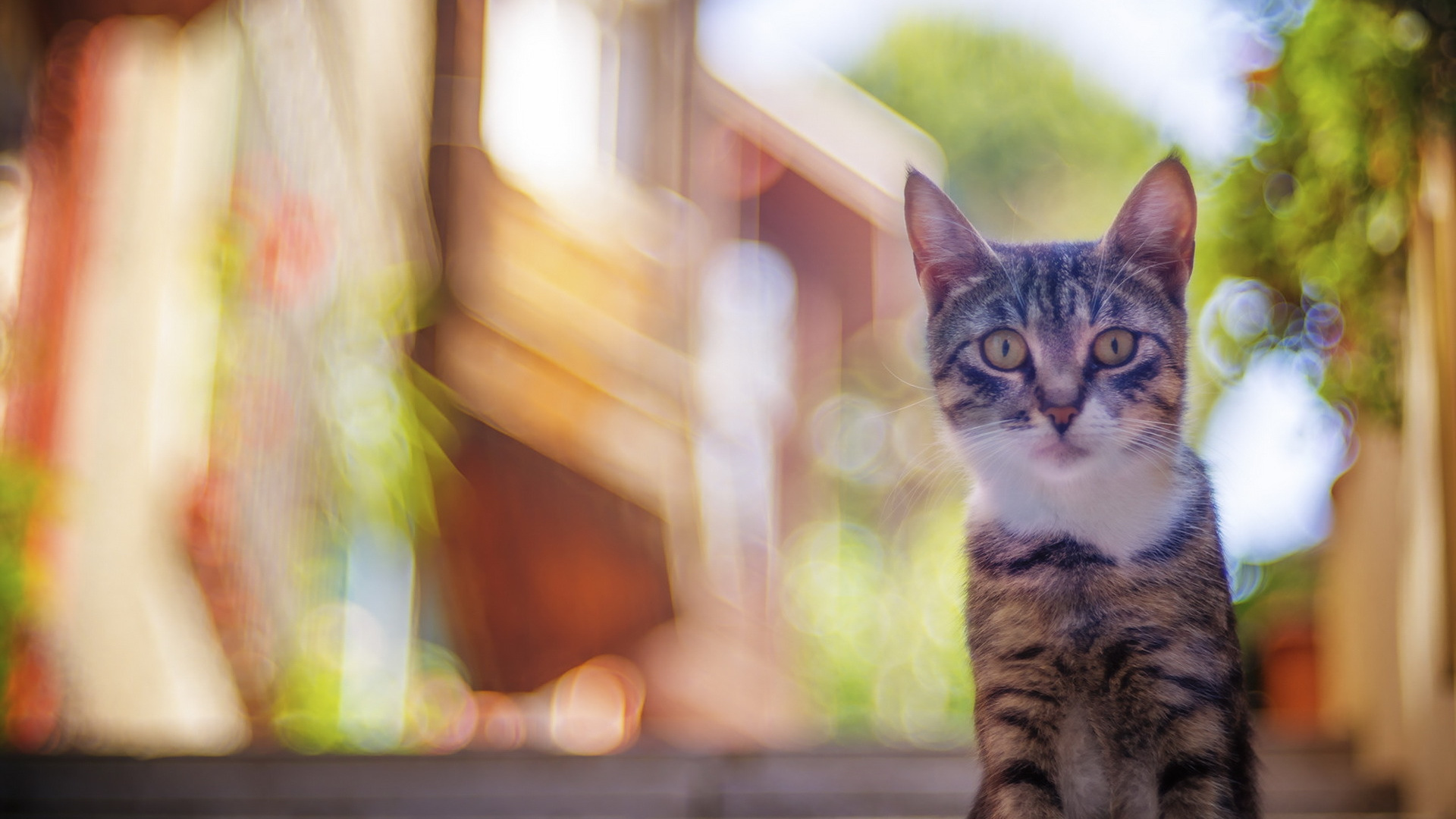 Brown Tabby Cat on Brown Wooden Table. Wallpaper in 1920x1080 Resolution