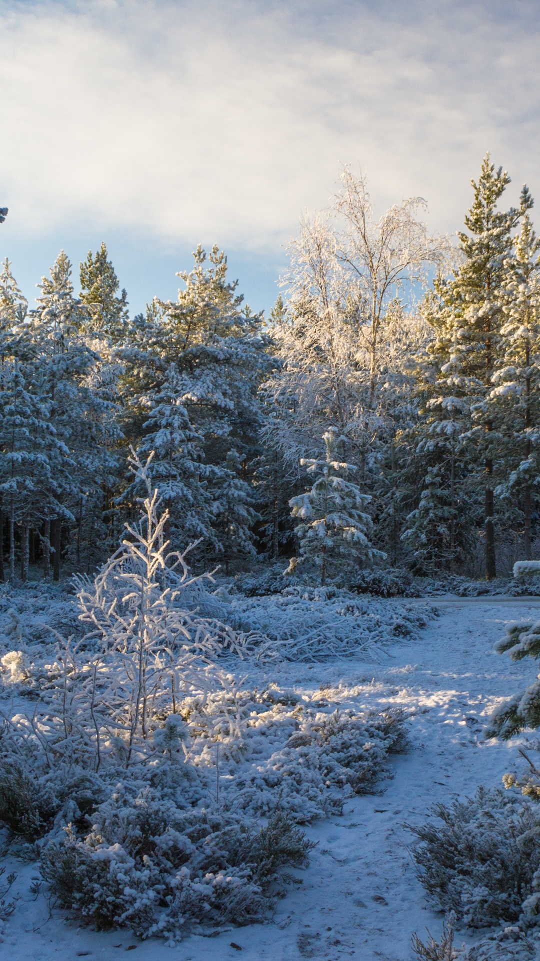 针叶树, 冬天, 森林, 冻结, 荒野 壁纸 1080x1920 允许