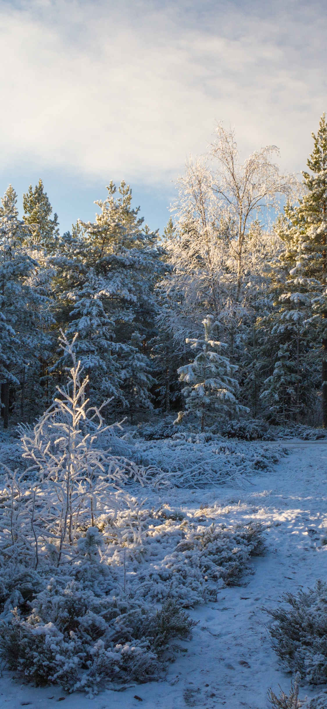 针叶树, 冬天, 森林, 冻结, 荒野 壁纸 1125x2436 允许