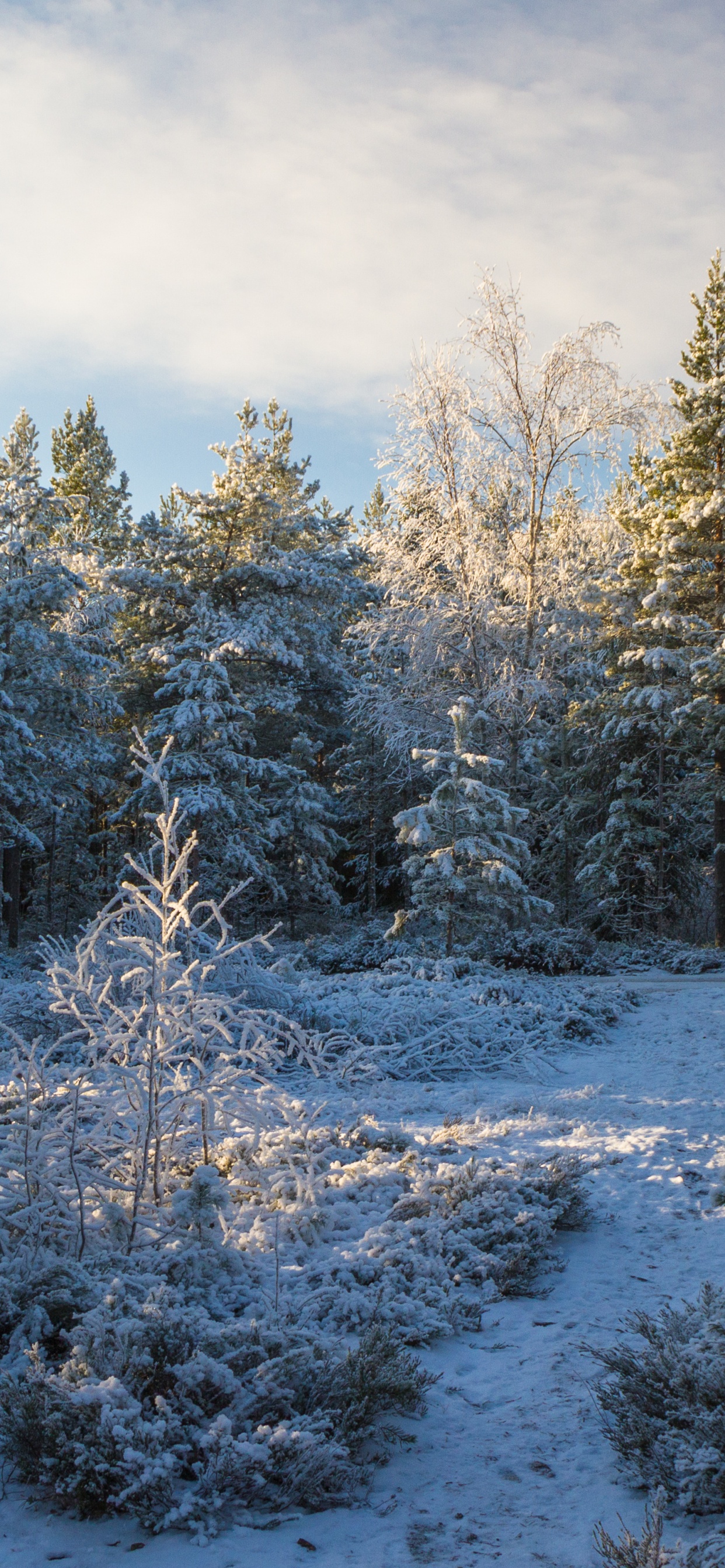 针叶树, 冬天, 森林, 冻结, 荒野 壁纸 1242x2688 允许