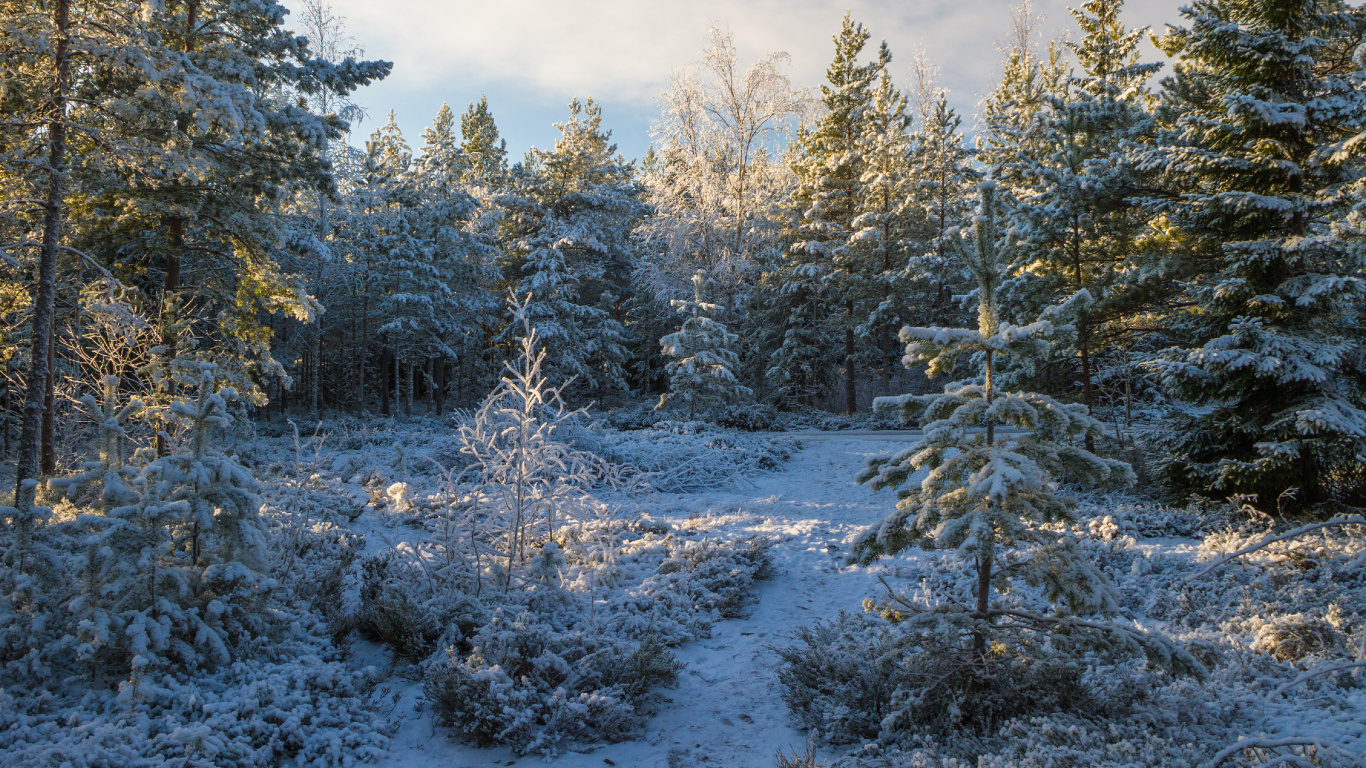 针叶树, 冬天, 森林, 冻结, 荒野 壁纸 1366x768 允许