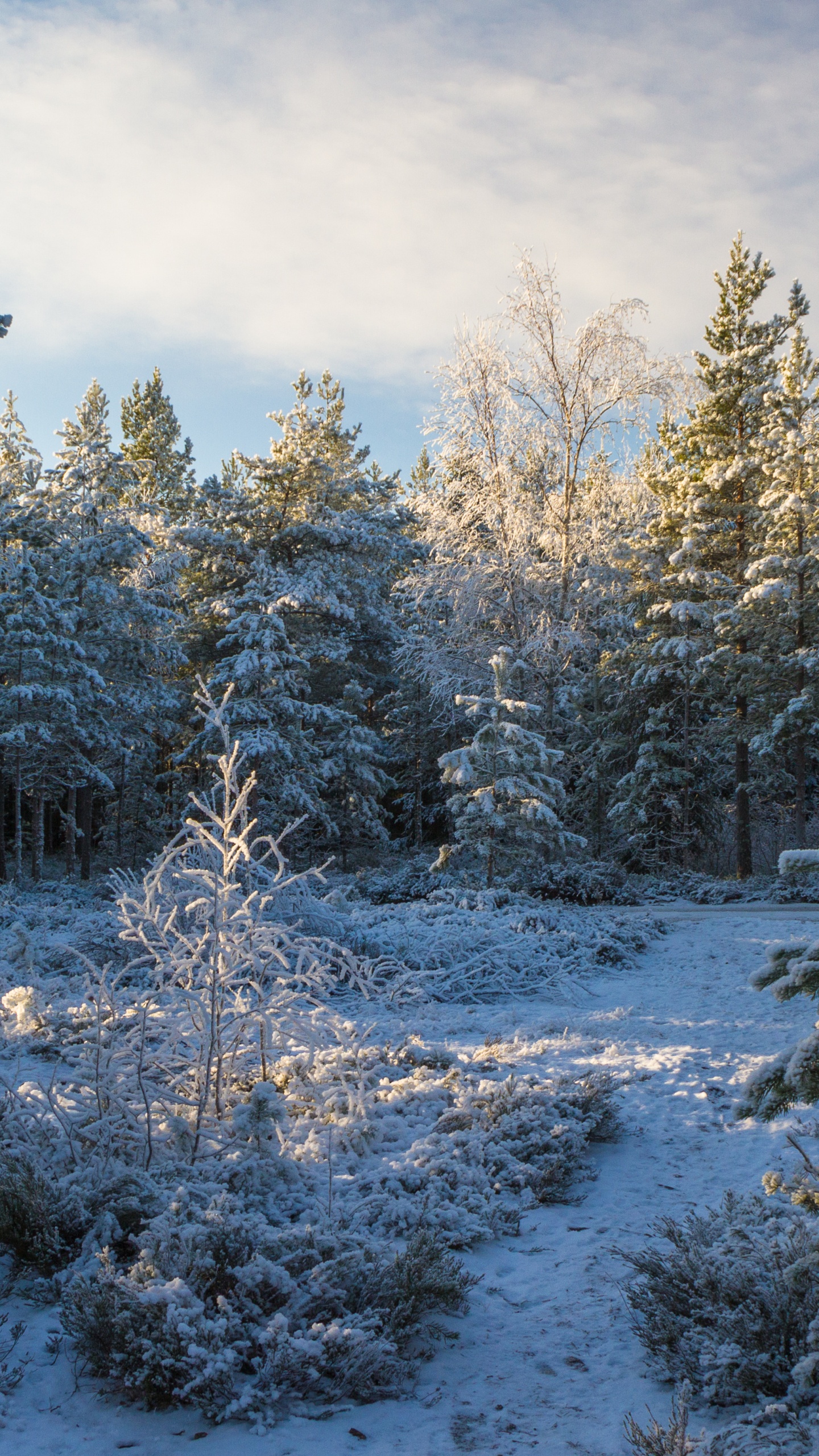 针叶树, 冬天, 森林, 冻结, 荒野 壁纸 1440x2560 允许
