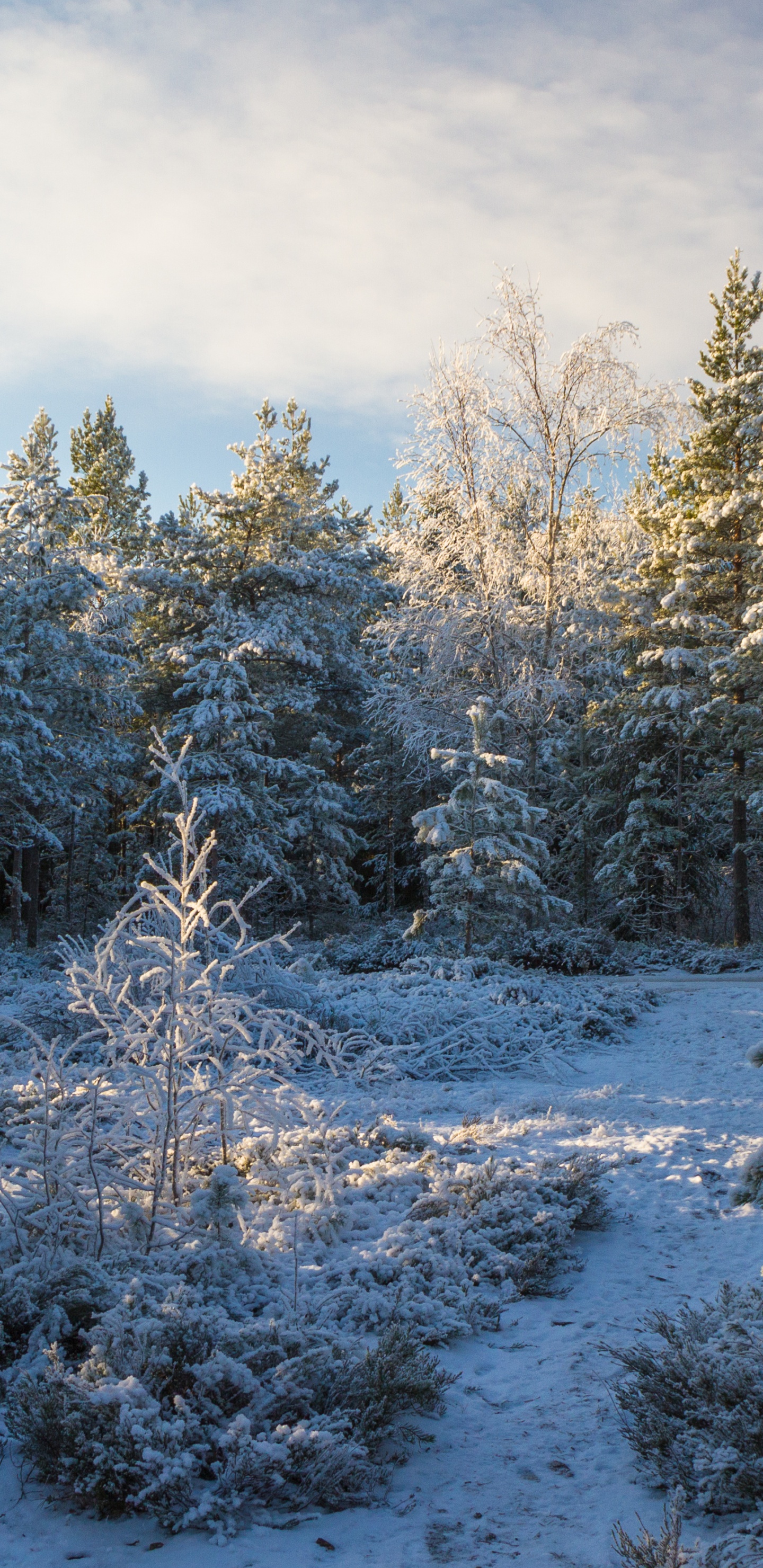 针叶树, 冬天, 森林, 冻结, 荒野 壁纸 1440x2960 允许