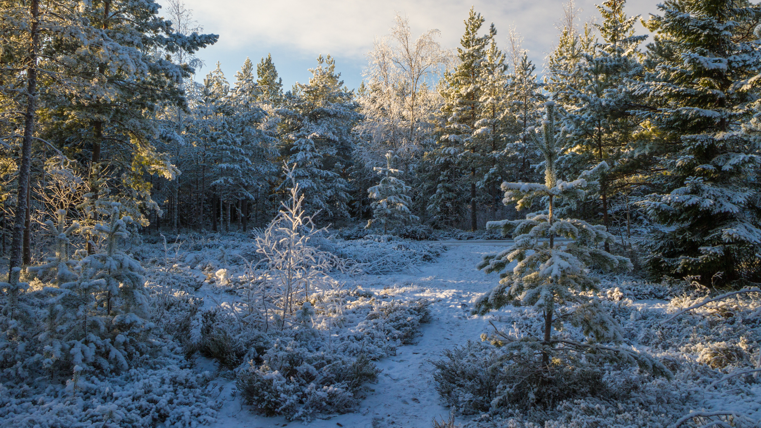 针叶树, 冬天, 森林, 冻结, 荒野 壁纸 2560x1440 允许