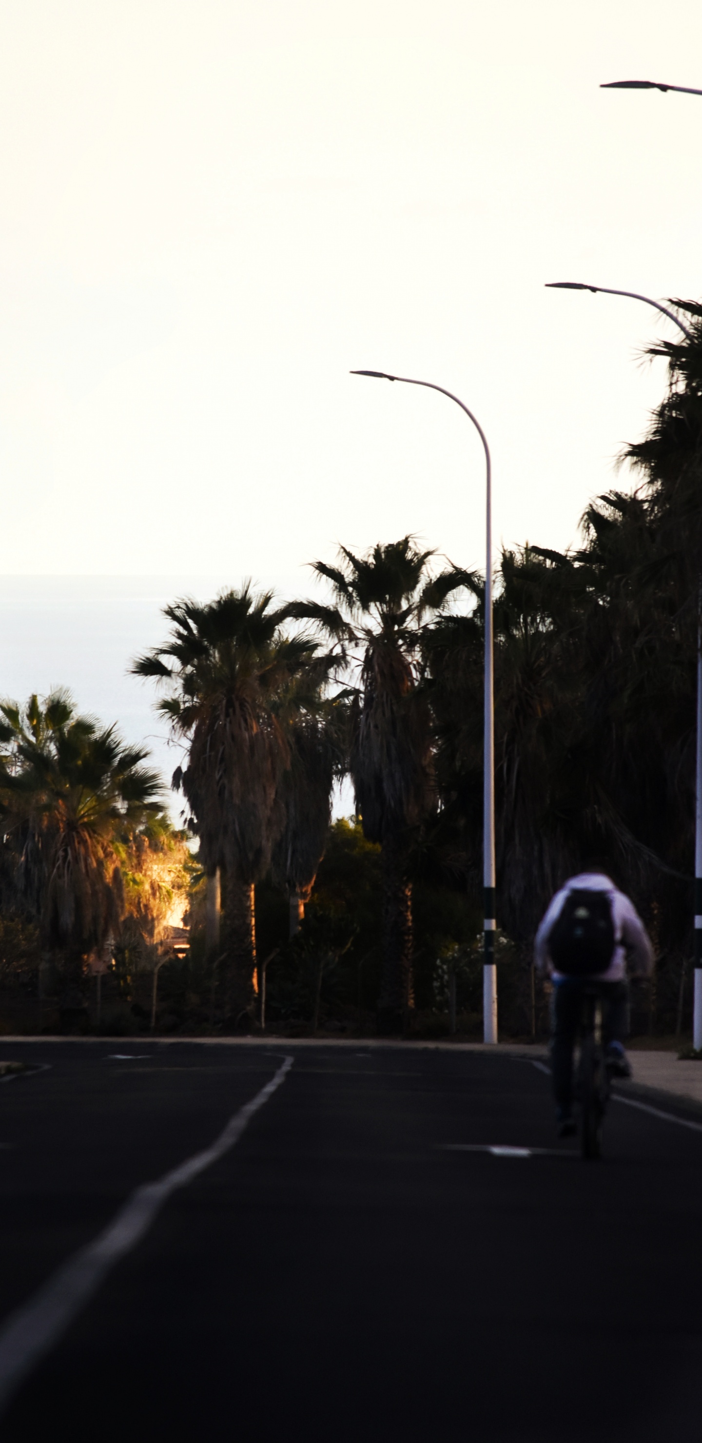 车道, Arecales, 木本植物, 剪影, 自行车 壁纸 1440x2960 允许