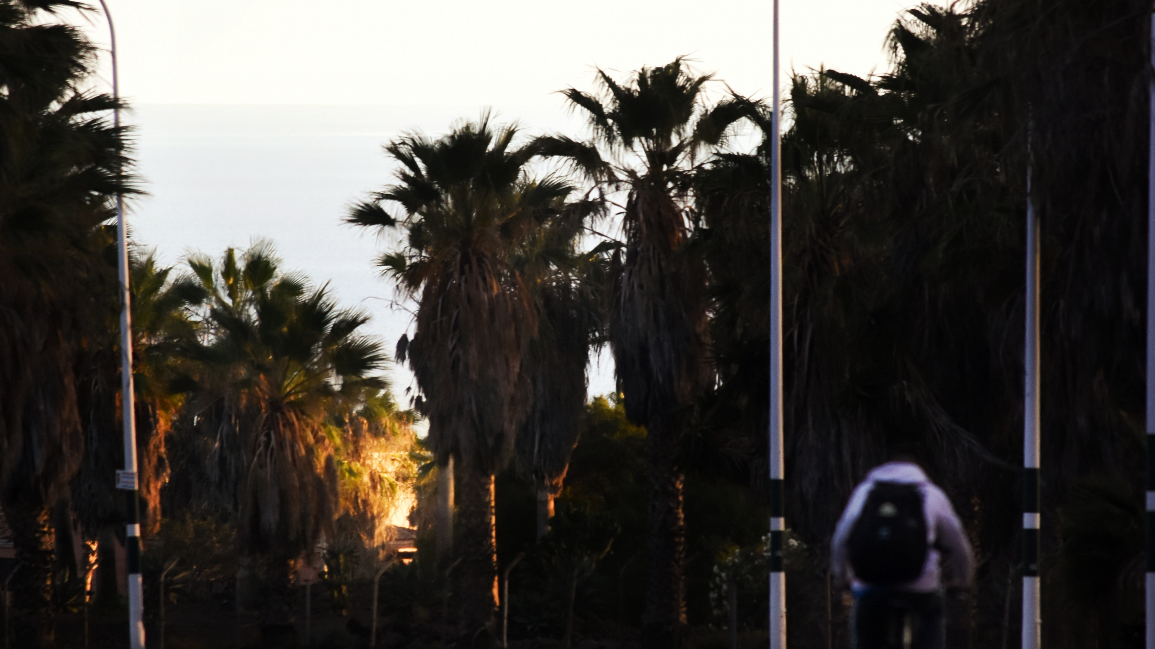 Person Riding Bicycle on Road Near Palm Trees During Daytime. Wallpaper in 3840x2160 Resolution