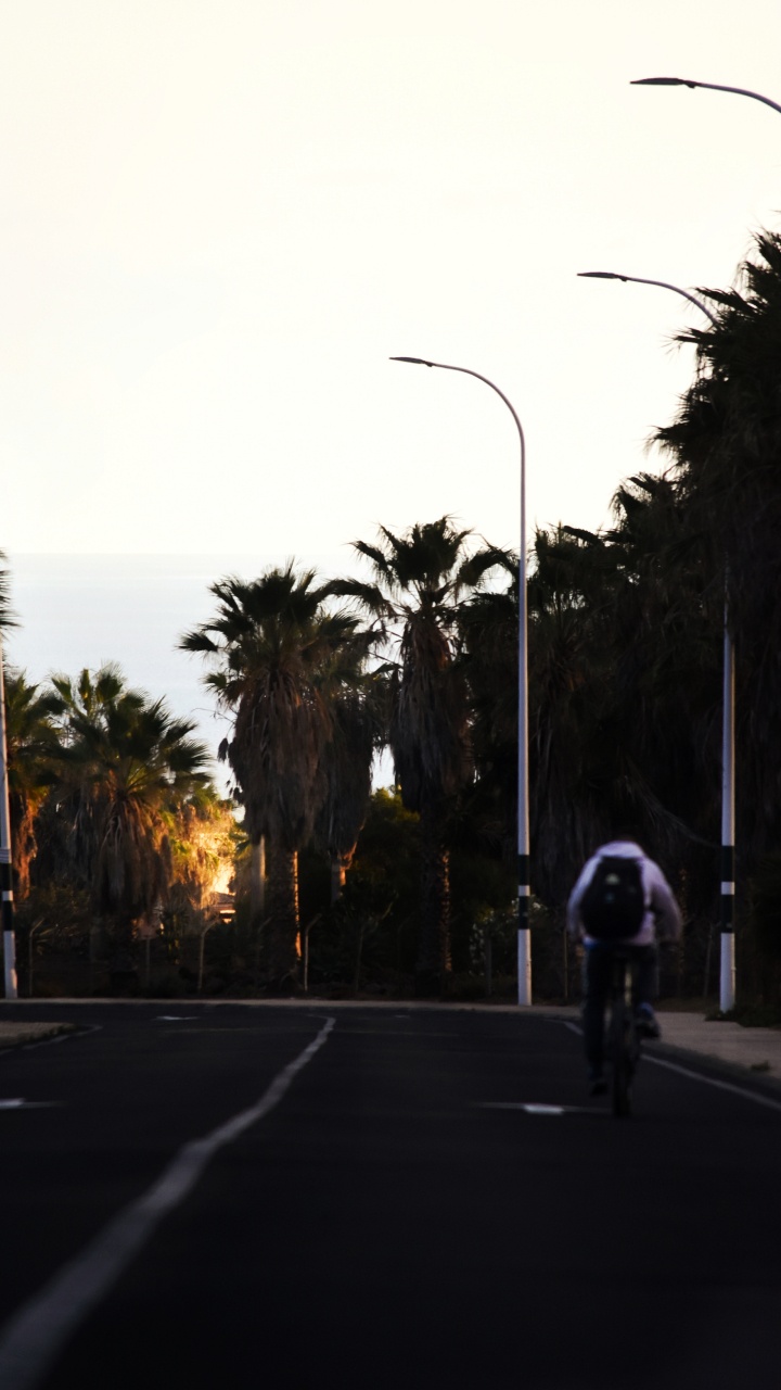 Person Riding Bicycle on Road Near Palm Trees During Daytime. Wallpaper in 720x1280 Resolution