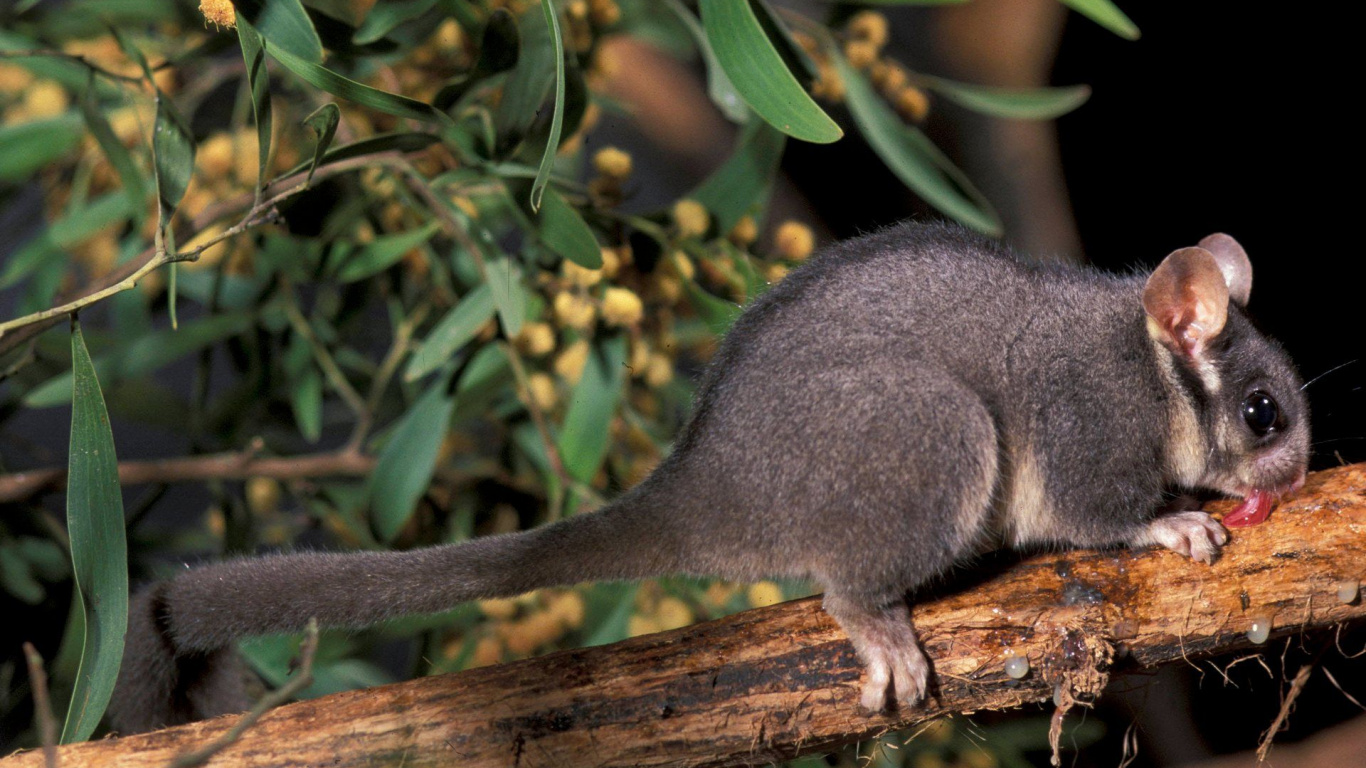Gray and White Short Coated Animal on Brown Wooden Tree Branch. Wallpaper in 1366x768 Resolution