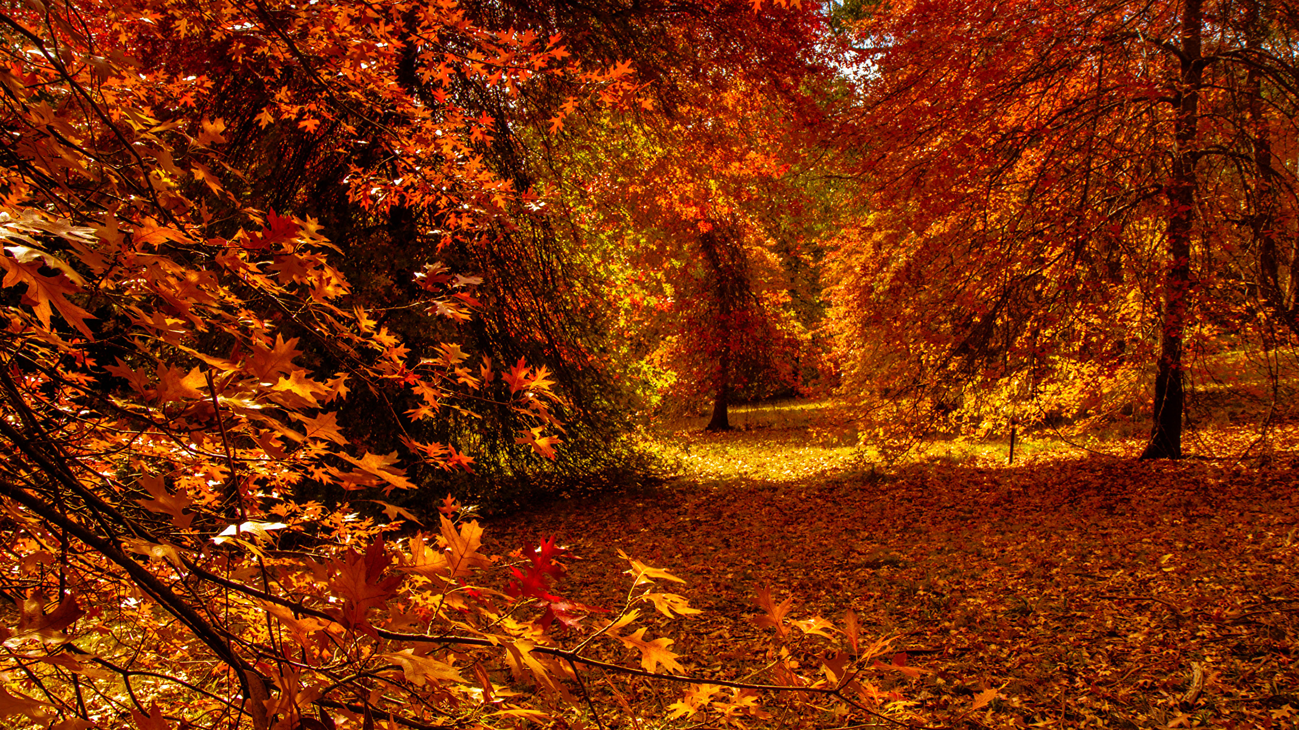 Brown Leaves on Ground Surrounded by Trees. Wallpaper in 2560x1440 Resolution