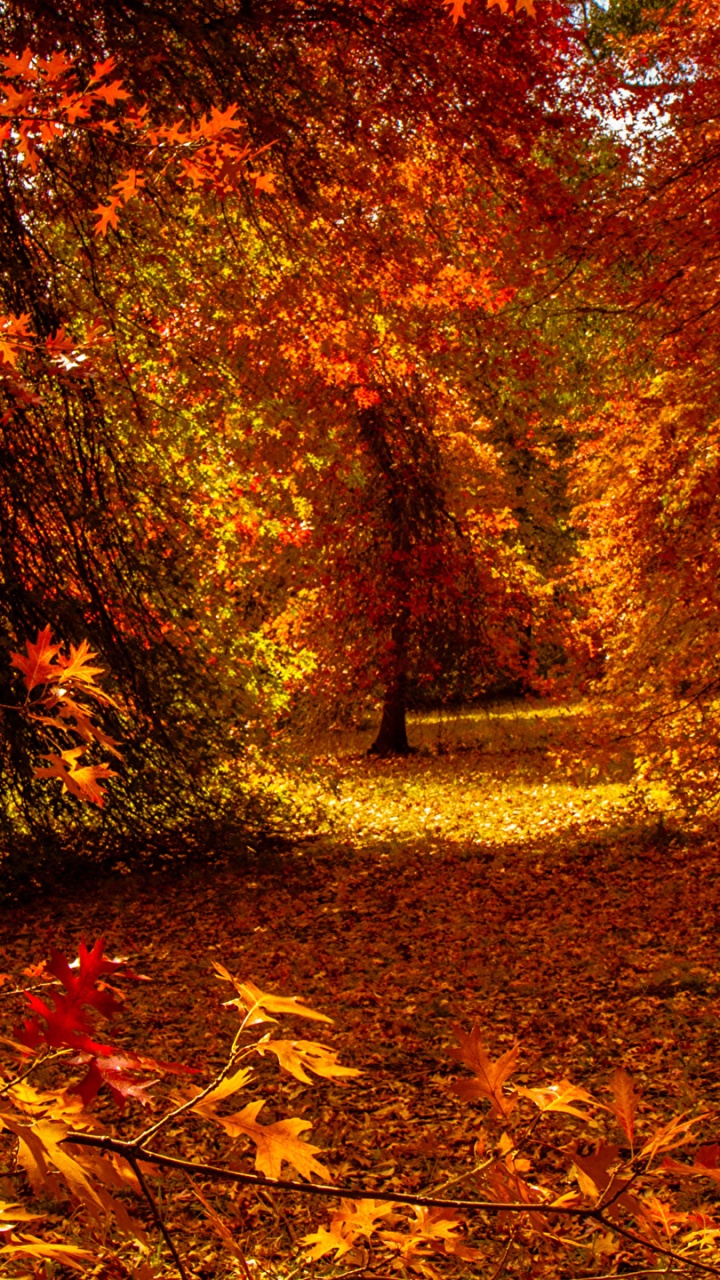 Brown Leaves on Ground Surrounded by Trees. Wallpaper in 720x1280 Resolution
