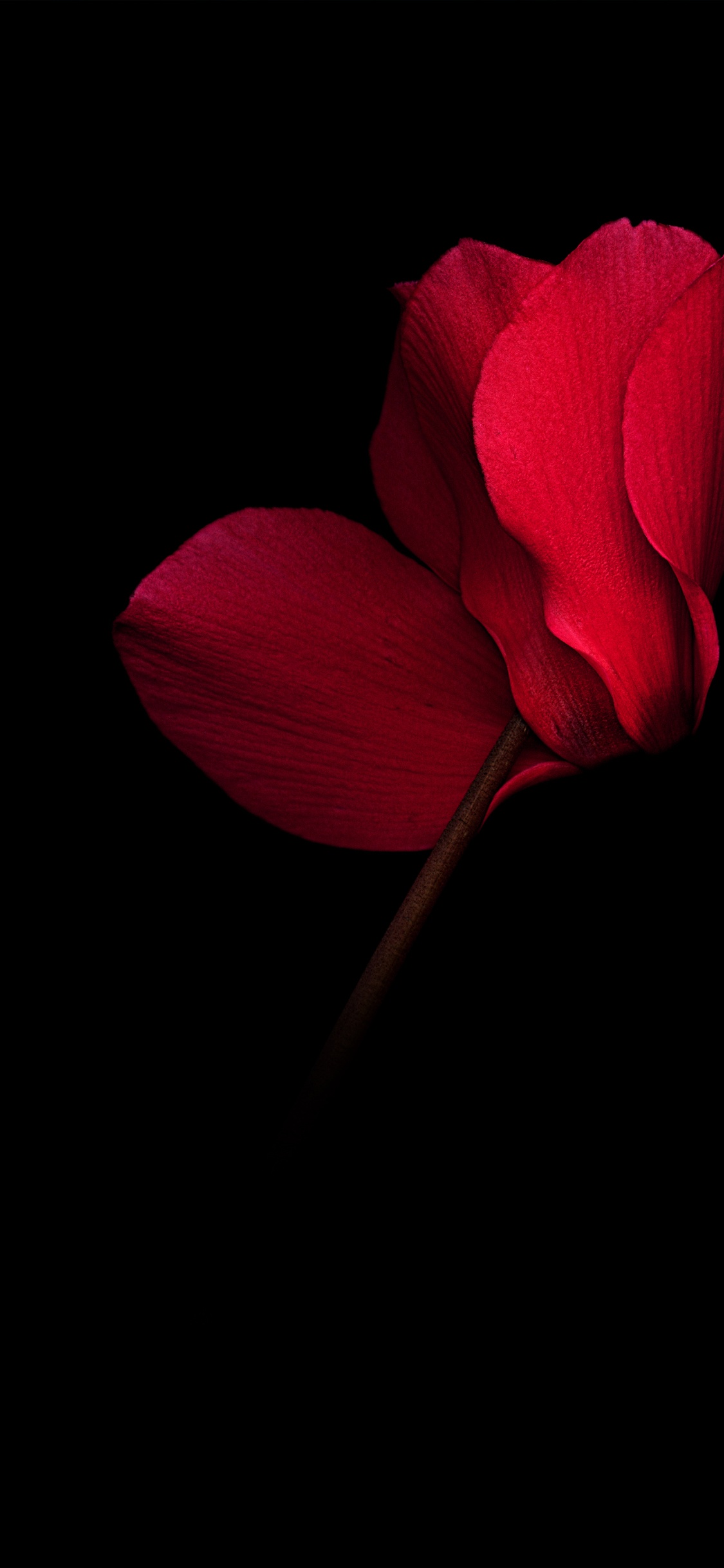 Huawei, Amoled, Huawei Mate, OLED, Huawei Mate RS. Wallpaper in 1125x2436 Resolution