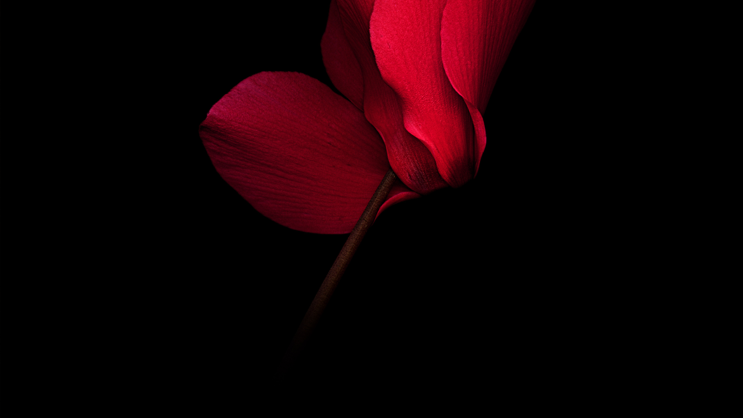 Huawei, Amoled, Huawei Mate, OLED, Huawei Mate RS. Wallpaper in 2560x1440 Resolution