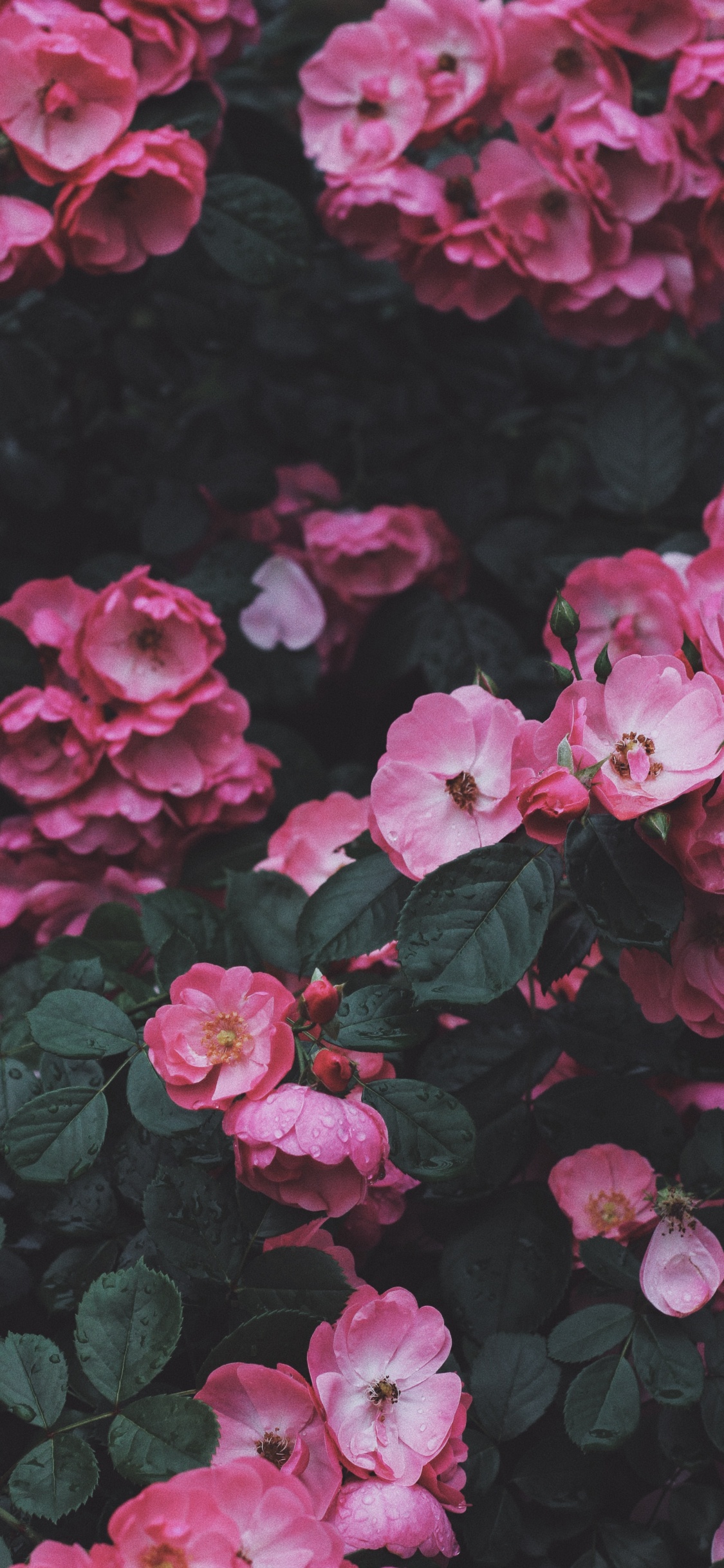 Arbusto, la Botánica, Pétalo, Rosa, Rojo. Wallpaper in 1125x2436 Resolution