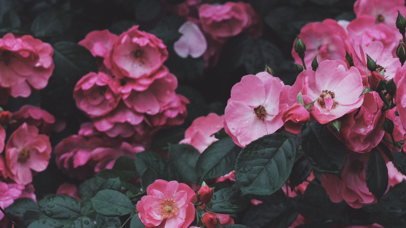 Flower, Rose, Shrub, Plant, Botany. Wallpaper in 1366x768 Resolution