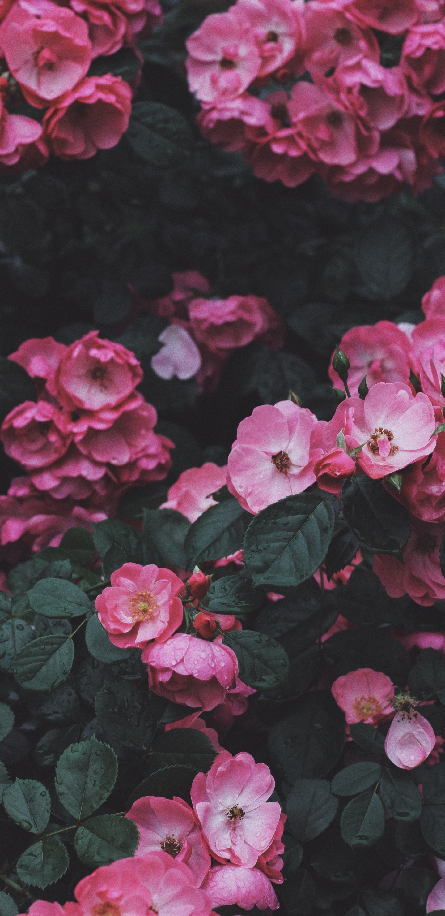 Roses, Arbuste, Botanique, Feuille, Pétale. Wallpaper in 1440x2960 Resolution