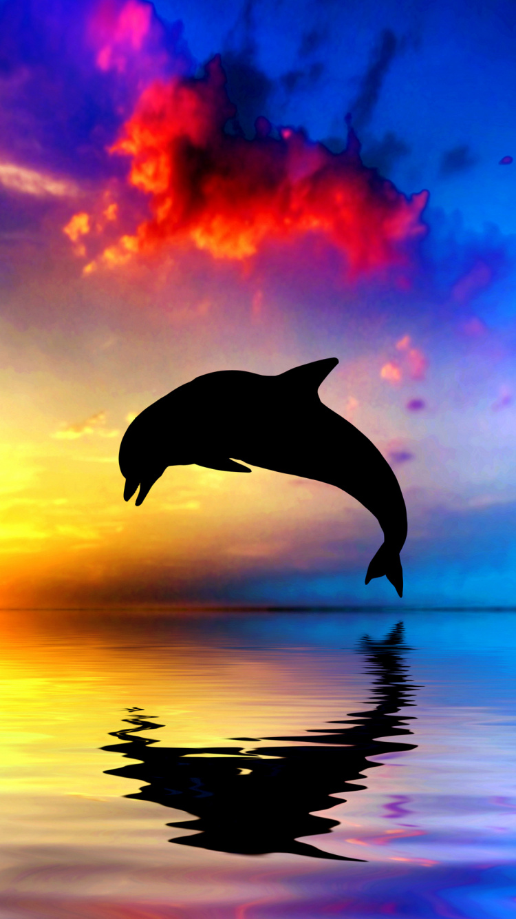 Sunset Dolphin, Common Bottlenose Dolphin, Dolphin, Wholphin, Sunset. Wallpaper in 750x1334 Resolution