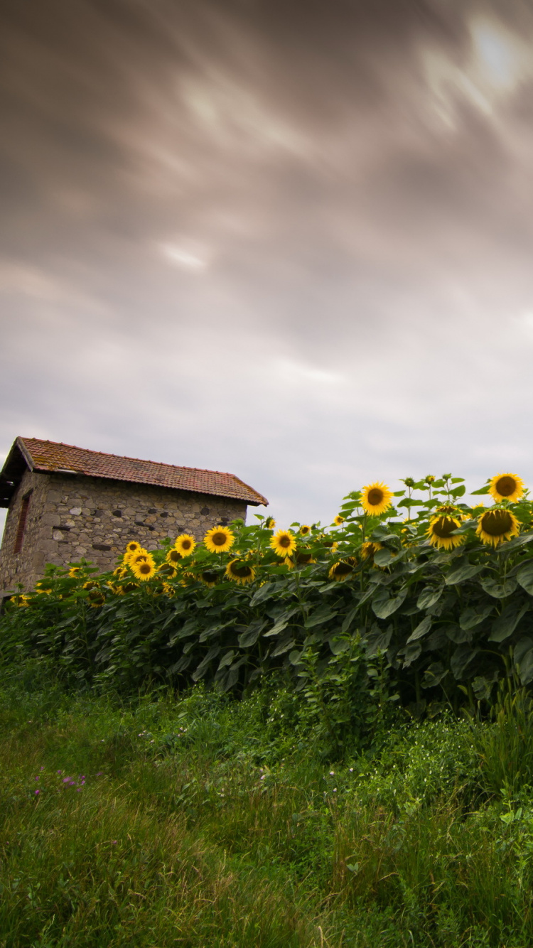 Champ D'herbe Verte Sous Ciel Nuageux. Wallpaper in 750x1334 Resolution