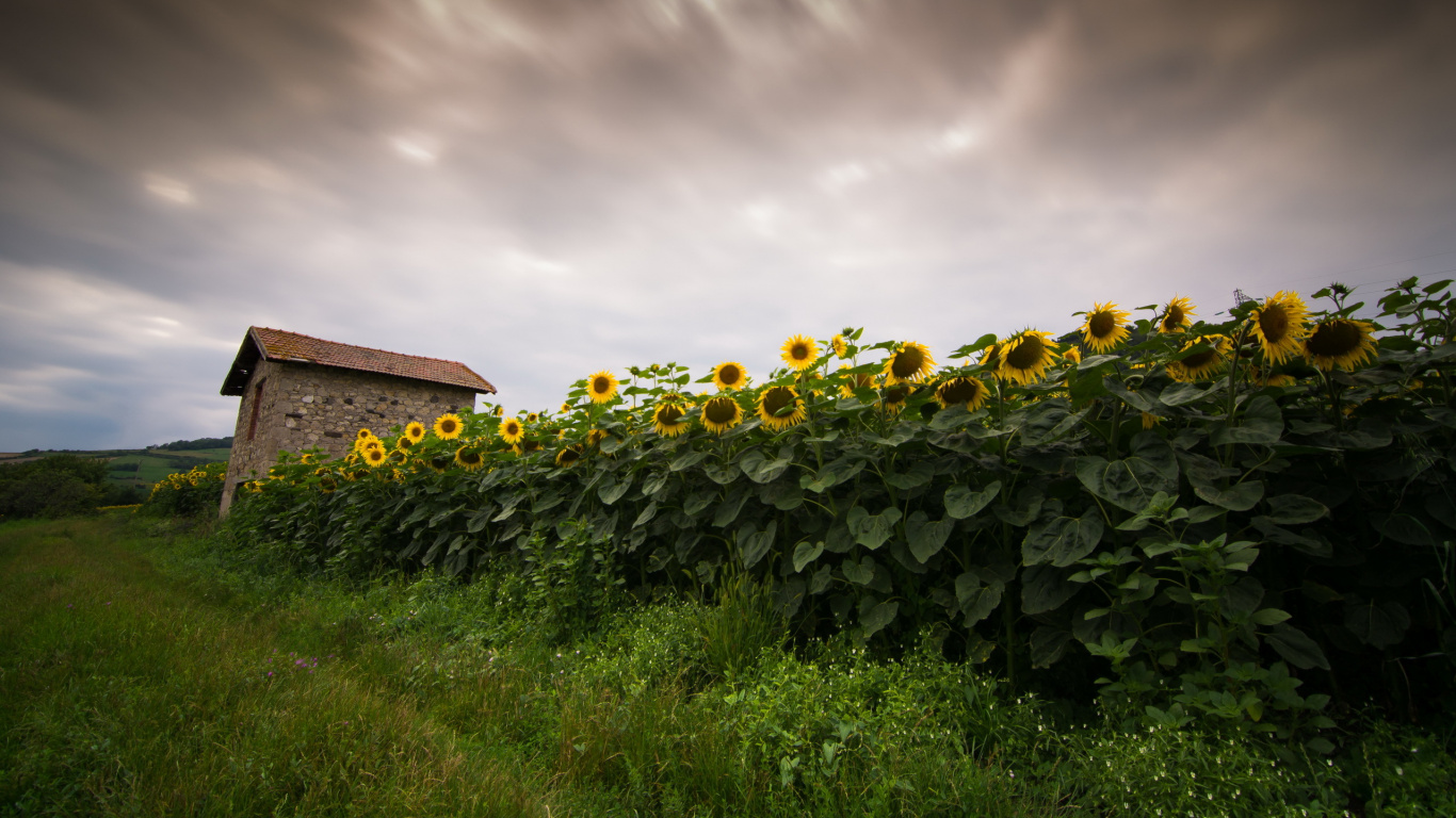Green Grass Field Under Cloudy Sky. Wallpaper in 1366x768 Resolution