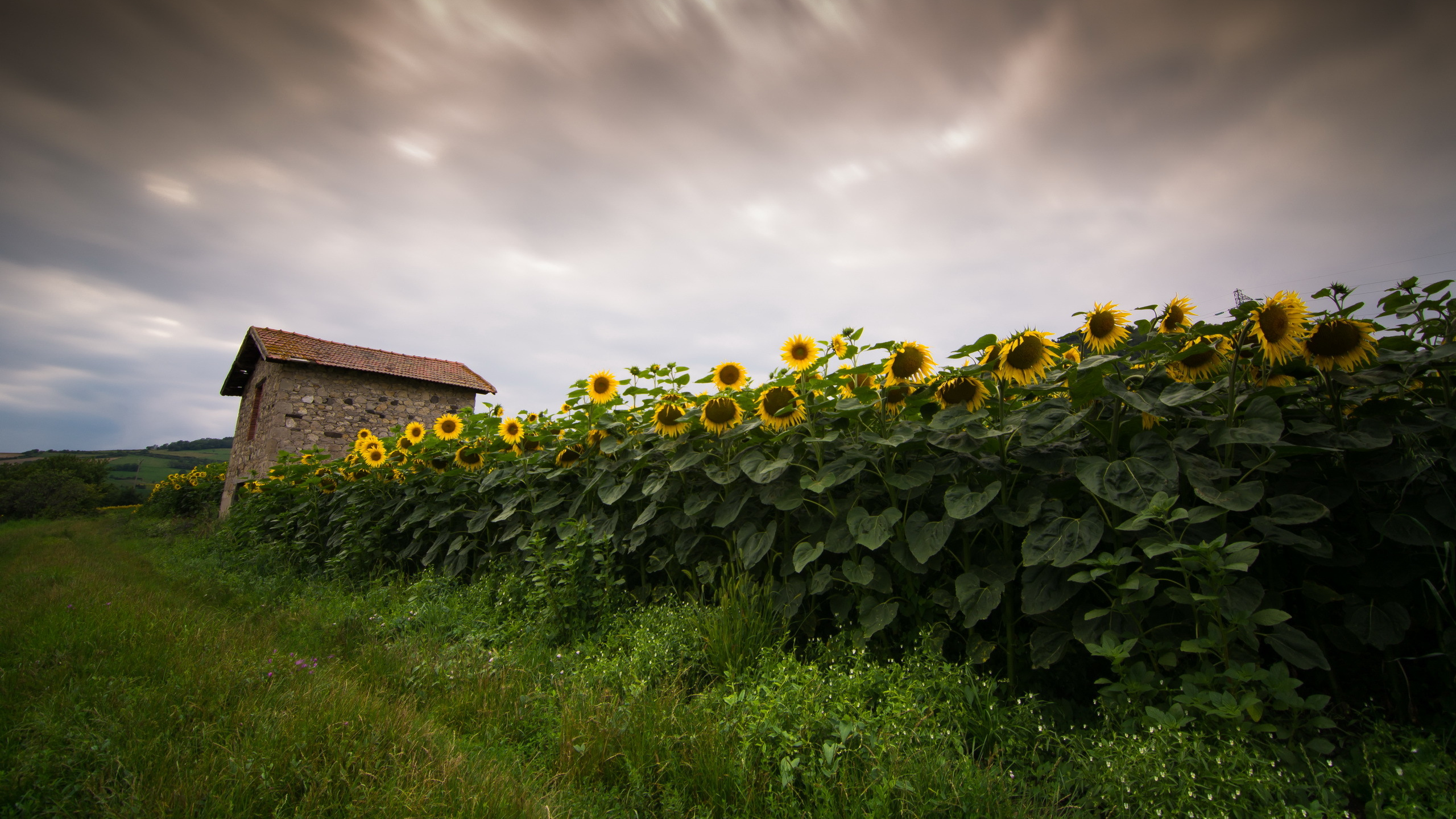 Green Grass Field Under Cloudy Sky. Wallpaper in 2560x1440 Resolution