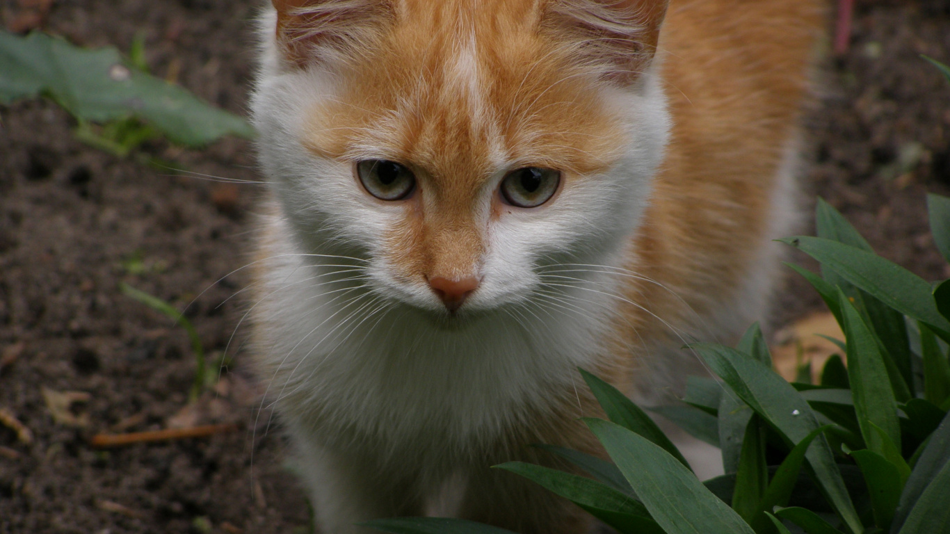 Orange Und Weiß Getigerte Katze. Wallpaper in 1366x768 Resolution