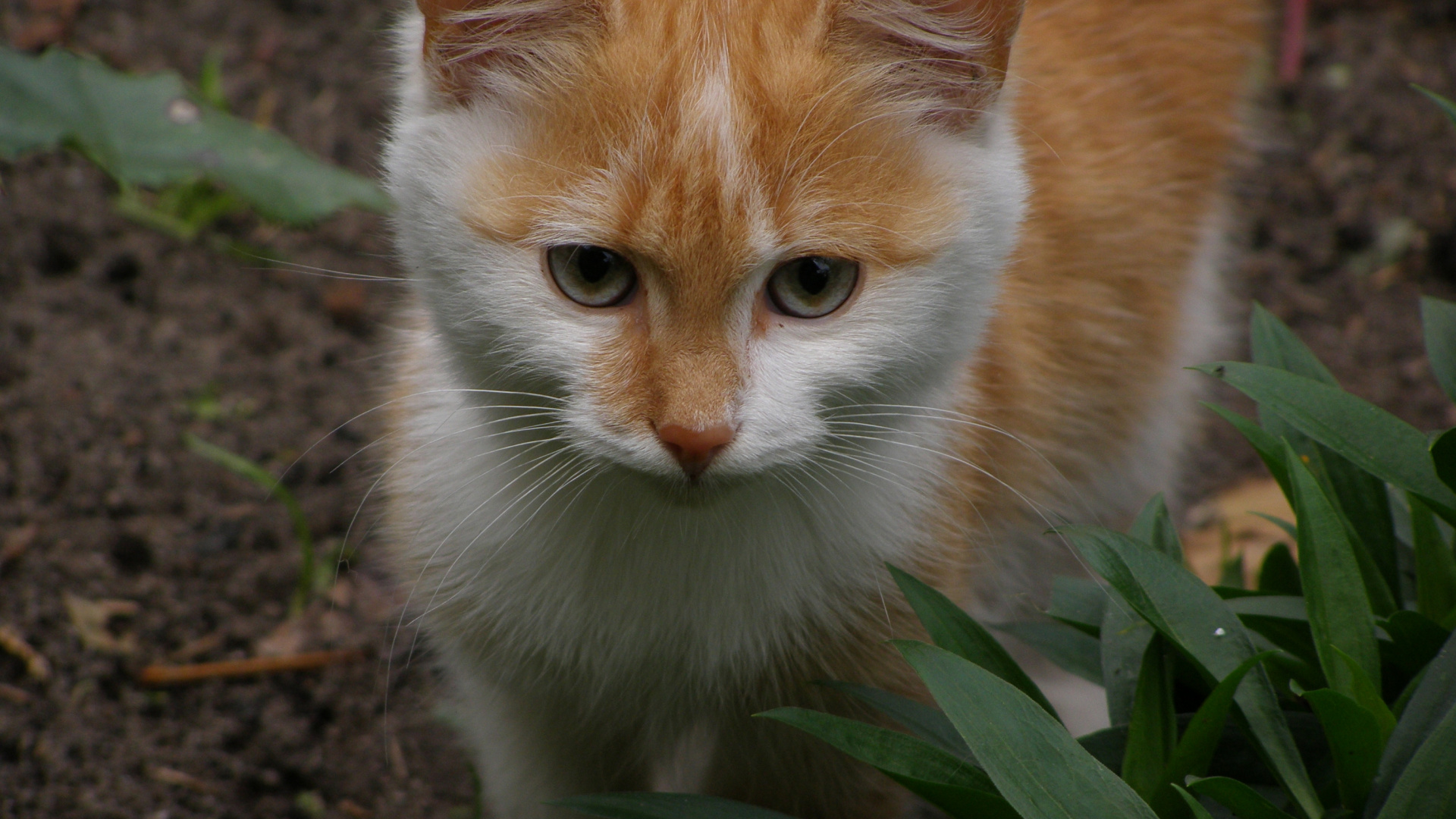 Orange and White Tabby Cat. Wallpaper in 1920x1080 Resolution