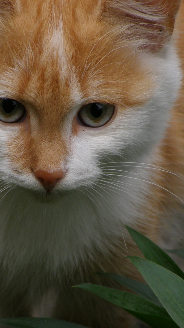 Orange and White Tabby Cat. Wallpaper in 750x1334 Resolution