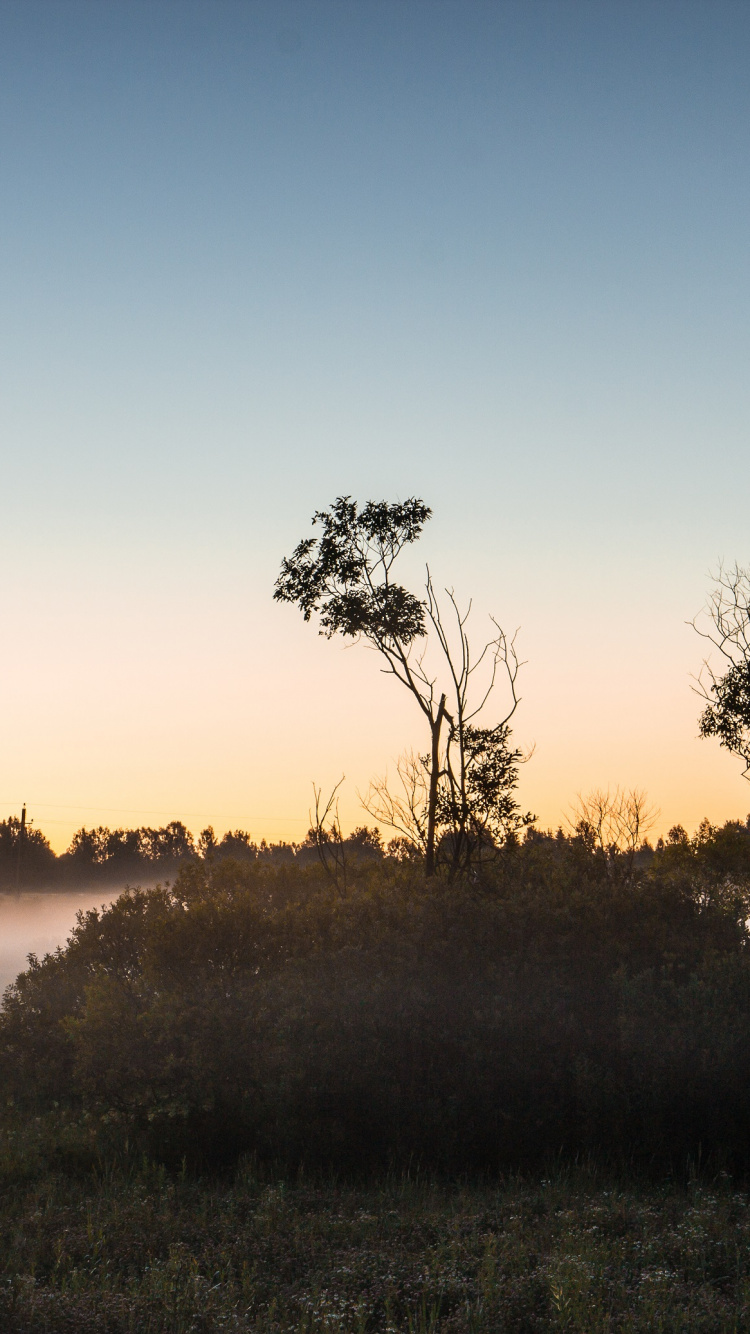 Grüne Wiese Bei Sonnenuntergang. Wallpaper in 750x1334 Resolution