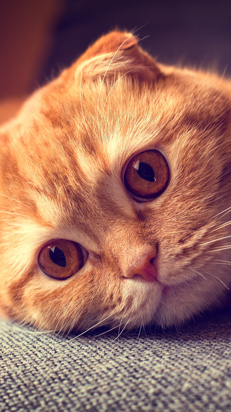 Gato Atigrado Naranja Sobre Textil Azul. Wallpaper in 750x1334 Resolution