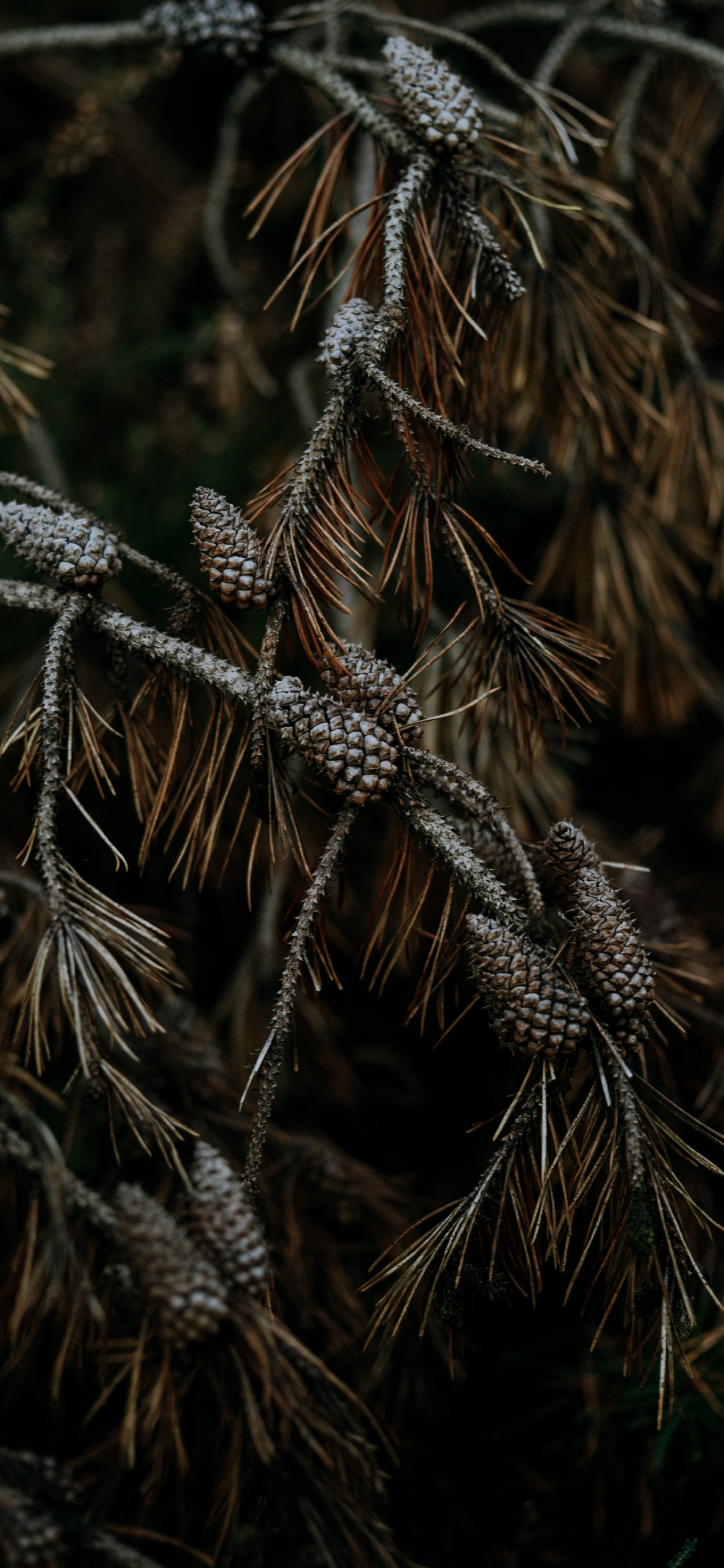 Branch, Pine, Plant, Tree, Grass Family. Wallpaper in 1242x2688 Resolution