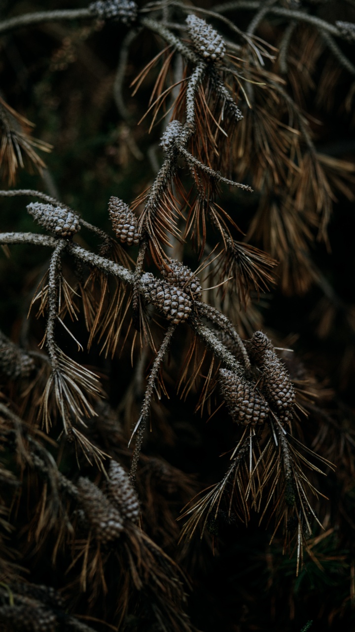 Branch, Pine, Plant, Tree, Grass Family. Wallpaper in 720x1280 Resolution