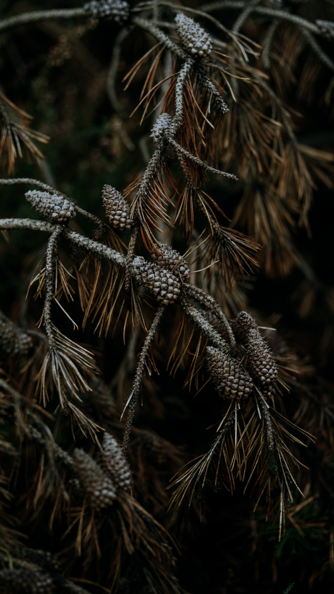 Pin, L'herbe de la Famille, Plante Terrestre, Rameau, Famille Des Pins. Wallpaper in 1080x1920 Resolution