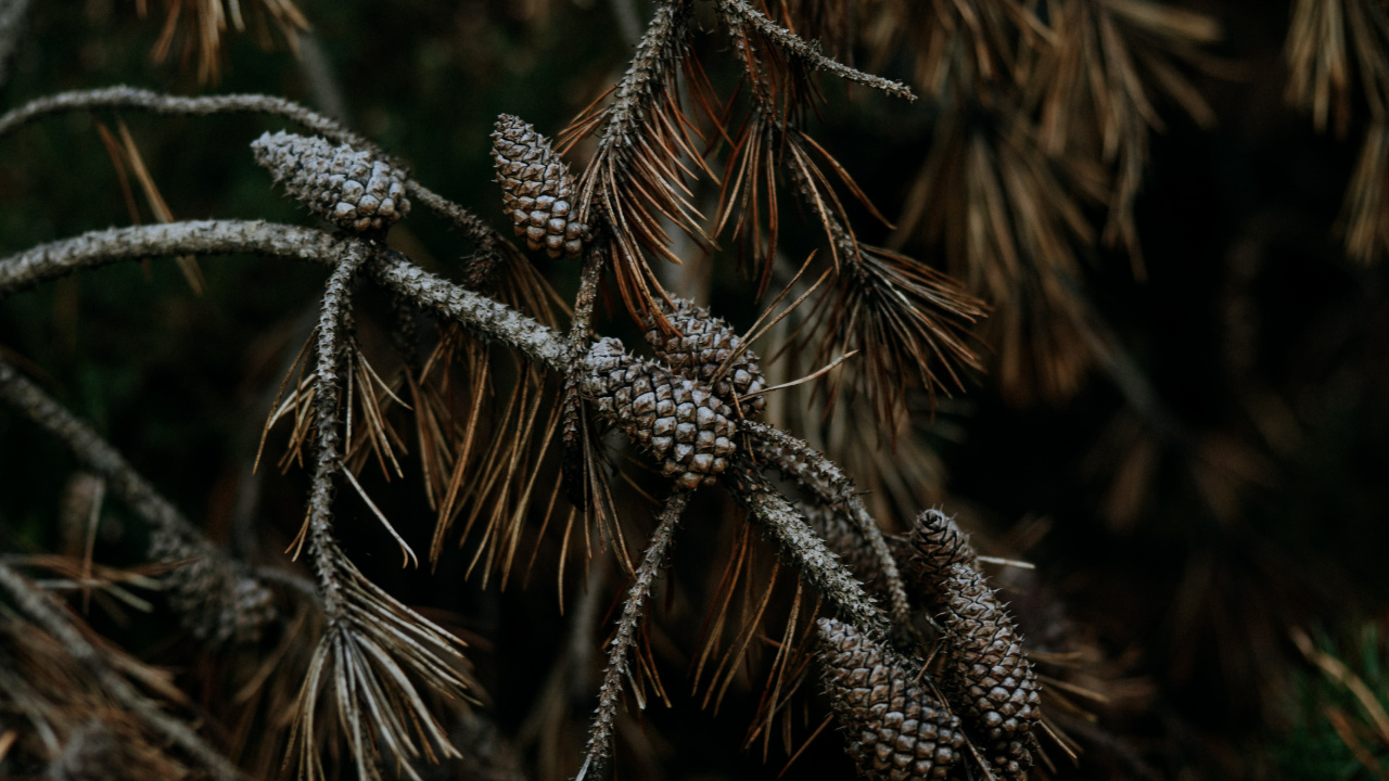 Pin, L'herbe de la Famille, Plante Terrestre, Rameau, Famille Des Pins. Wallpaper in 1280x720 Resolution