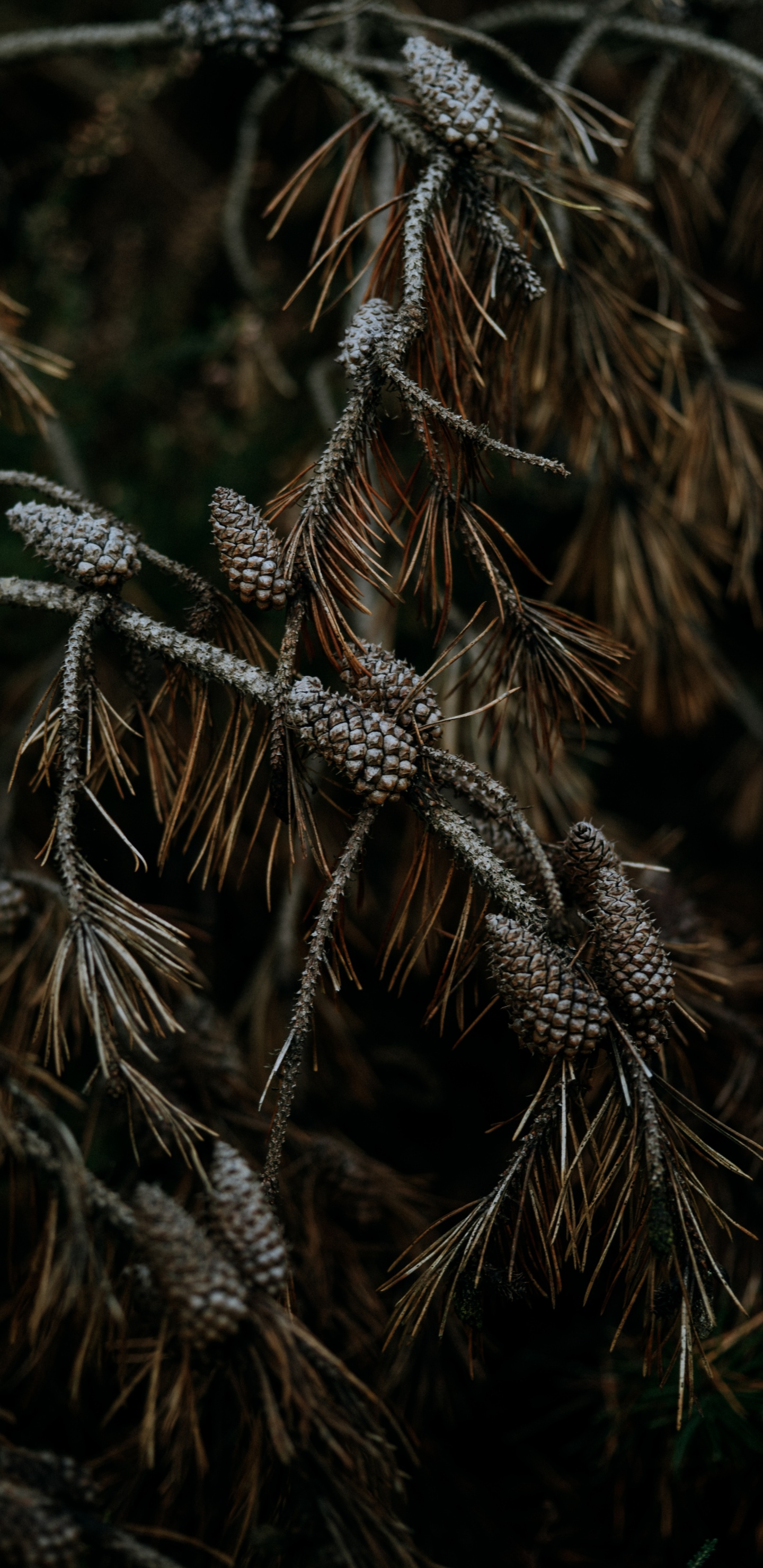 Sucursal, Pino, Hierba de la Familia, Planta Terrestre, Ramita. Wallpaper in 1440x2960 Resolution