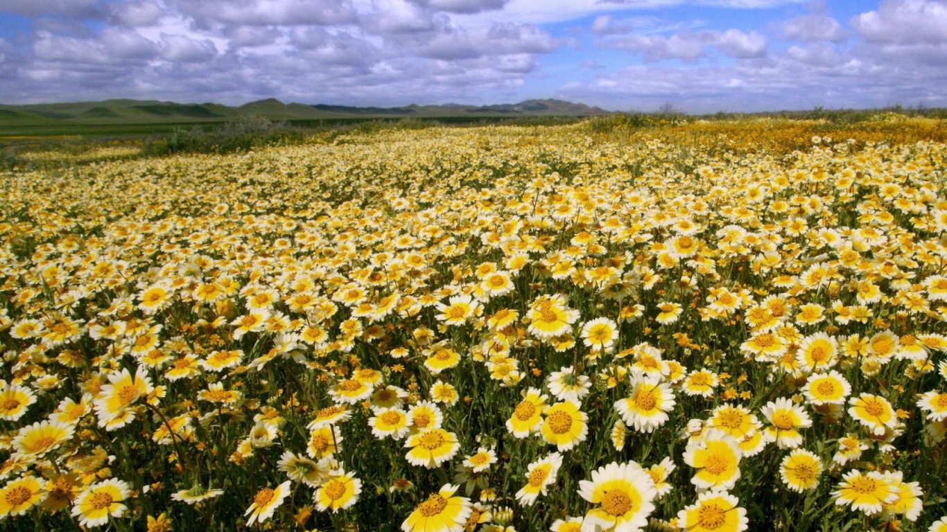 Champ de Fleurs Jaunes et Blanches Sous Des Nuages Blancs et un Ciel Bleu Pendant la Journée. Wallpaper in 1366x768 Resolution