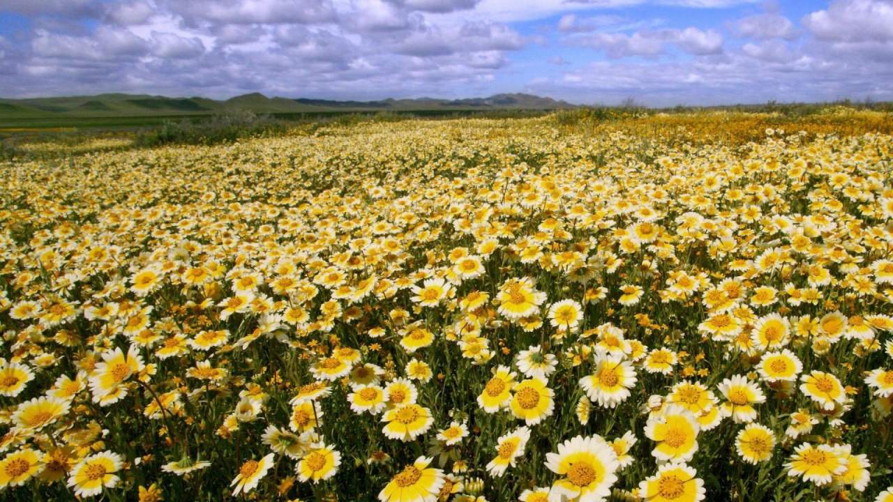 Campo de Flores Amarillas y Blancas Bajo Nubes Blancas y Cielo Azul Durante el Día. Wallpaper in 1280x720 Resolution
