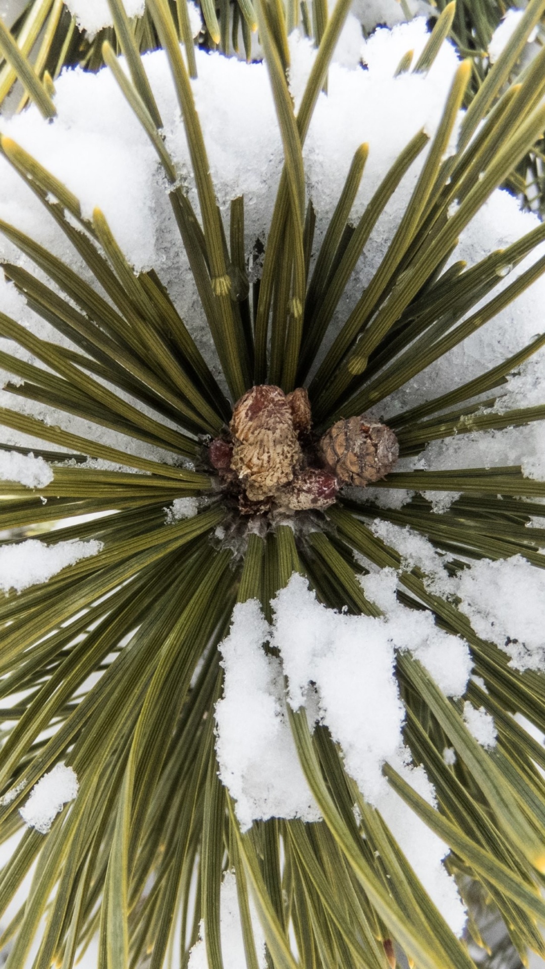 Green Pine Tree During Daytime. Wallpaper in 1080x1920 Resolution