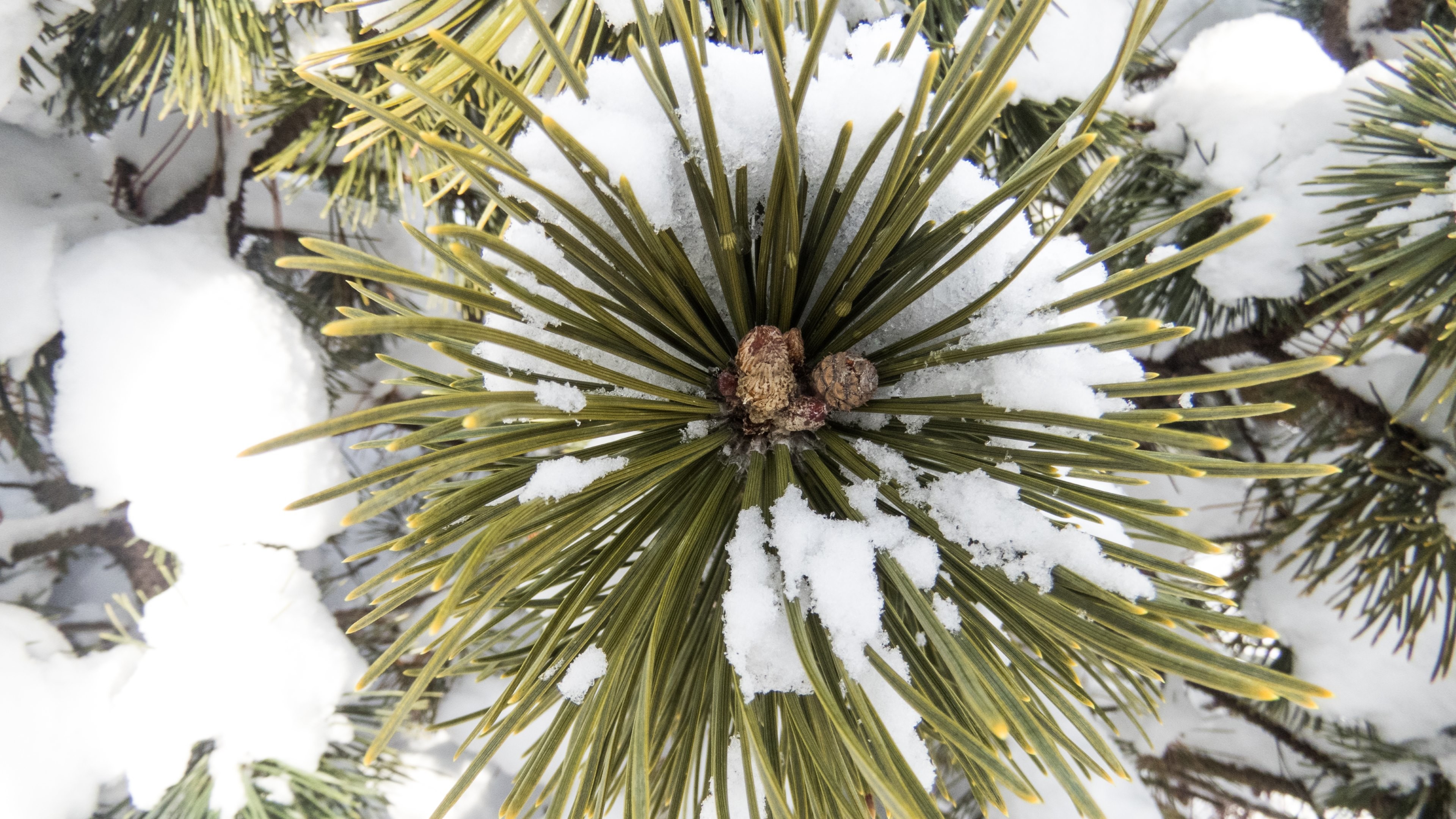 Green Pine Tree During Daytime. Wallpaper in 3840x2160 Resolution