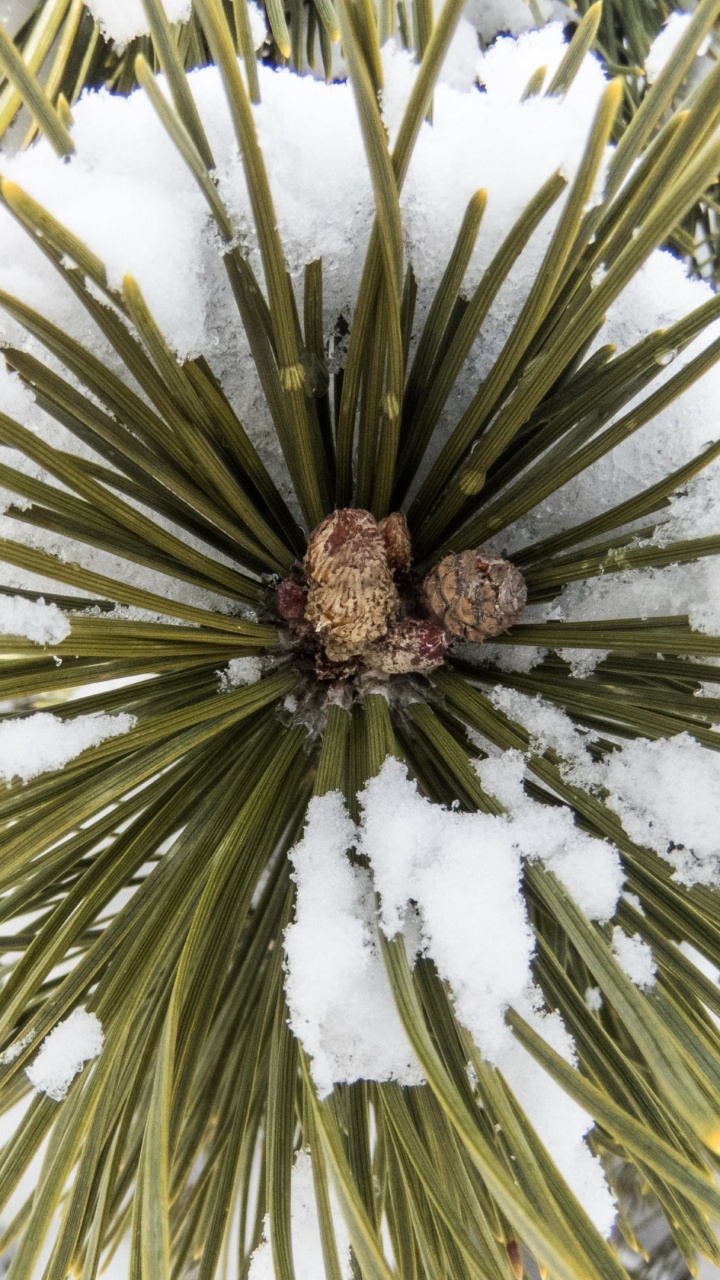 Green Pine Tree During Daytime. Wallpaper in 720x1280 Resolution