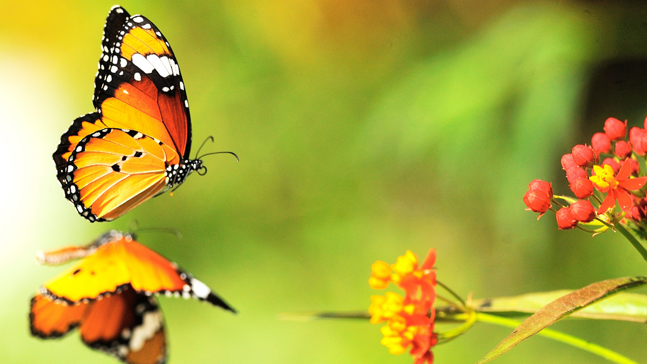 Papillon Monarque Perché Sur Une Fleur Jaune en Photographie Rapprochée Pendant la Journée. Wallpaper in 1280x720 Resolution