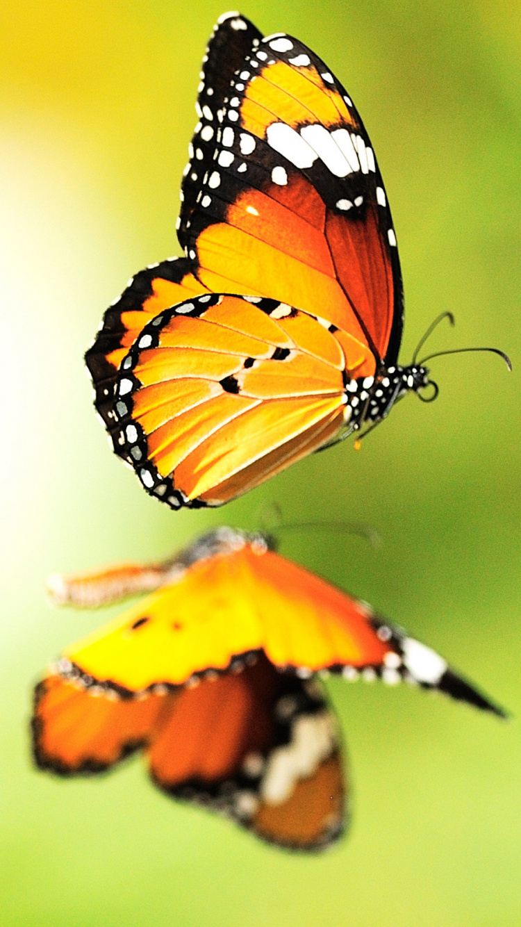 Monarch Butterfly Perched on Yellow Flower in Close up Photography During Daytime. Wallpaper in 750x1334 Resolution